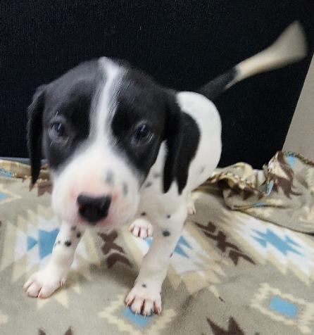Rolly, an adopted mixed breed in Neillsville, WI image 3/5