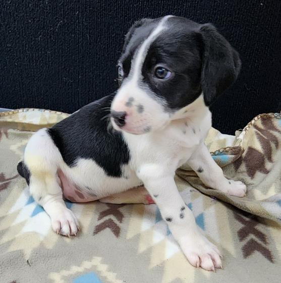 Rolly, an adopted mixed breed in Neillsville, WI image 1/5