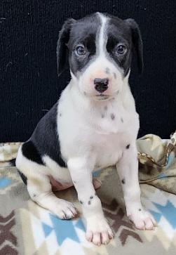Rolly, an adopted mixed breed in Neillsville, WI image 5/5