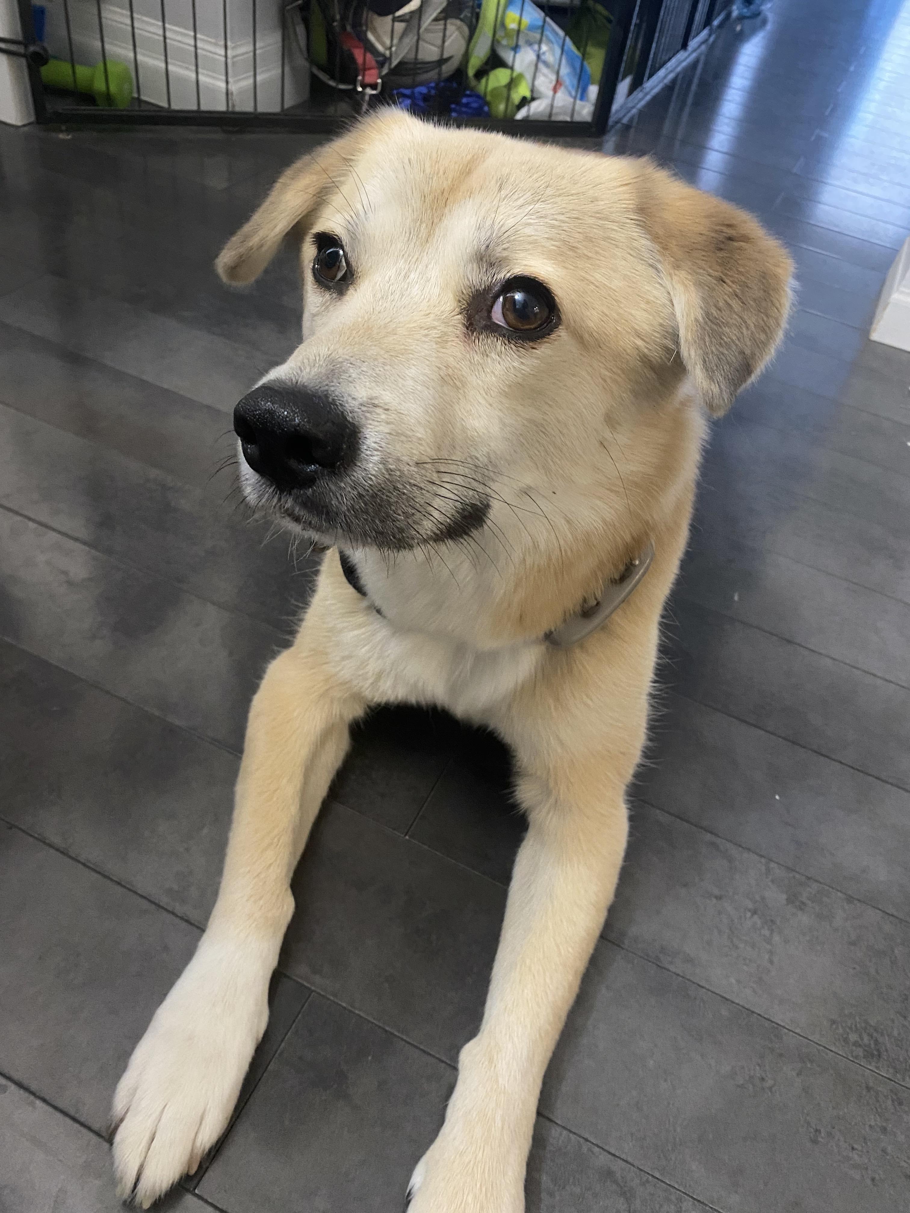 Enlarge Youngsil, an adopted mixed breed in Waterloo, ON image 5/6