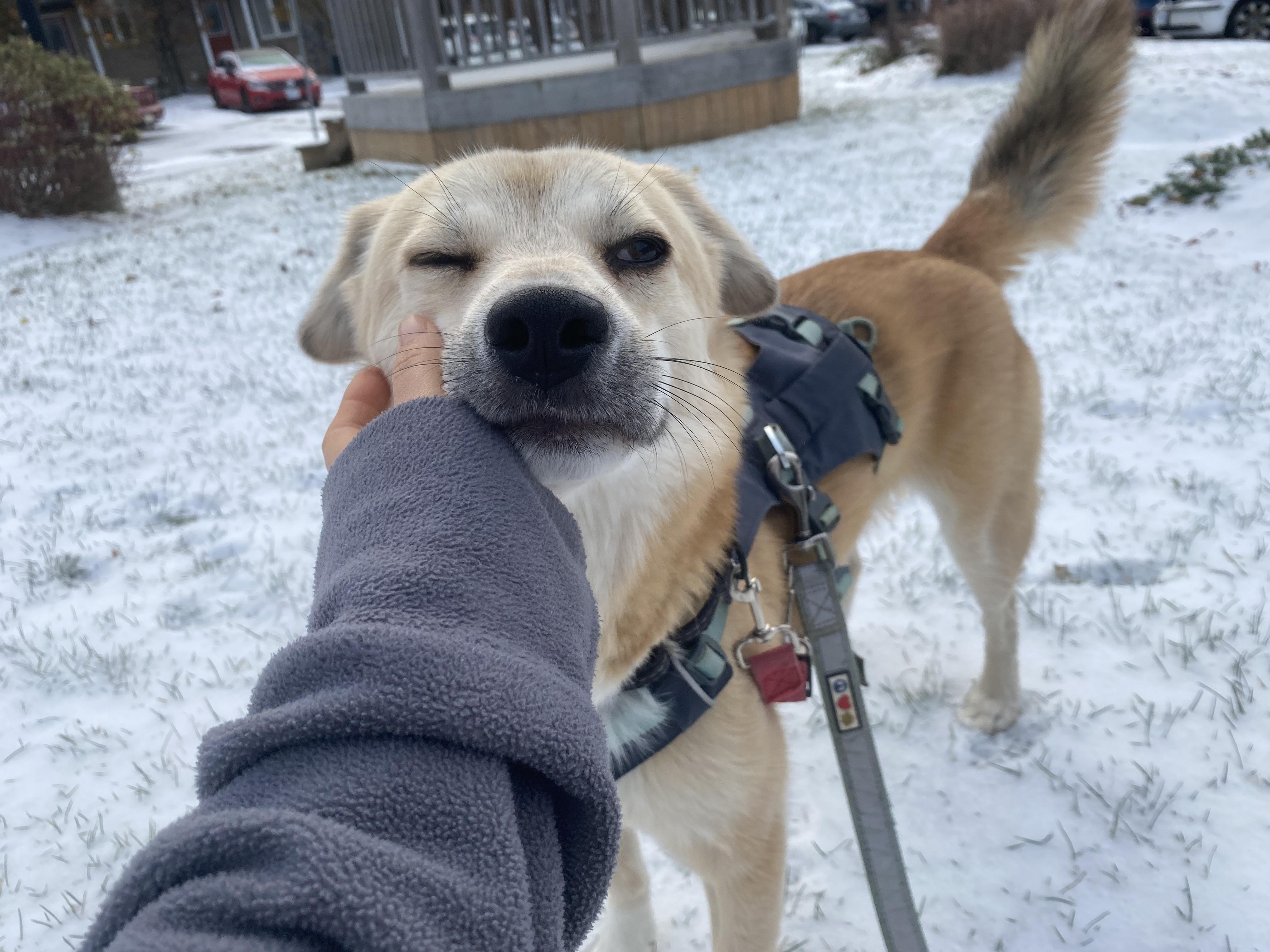 Enlarge Youngsil, an adopted mixed breed in Waterloo, ON image 4/6
