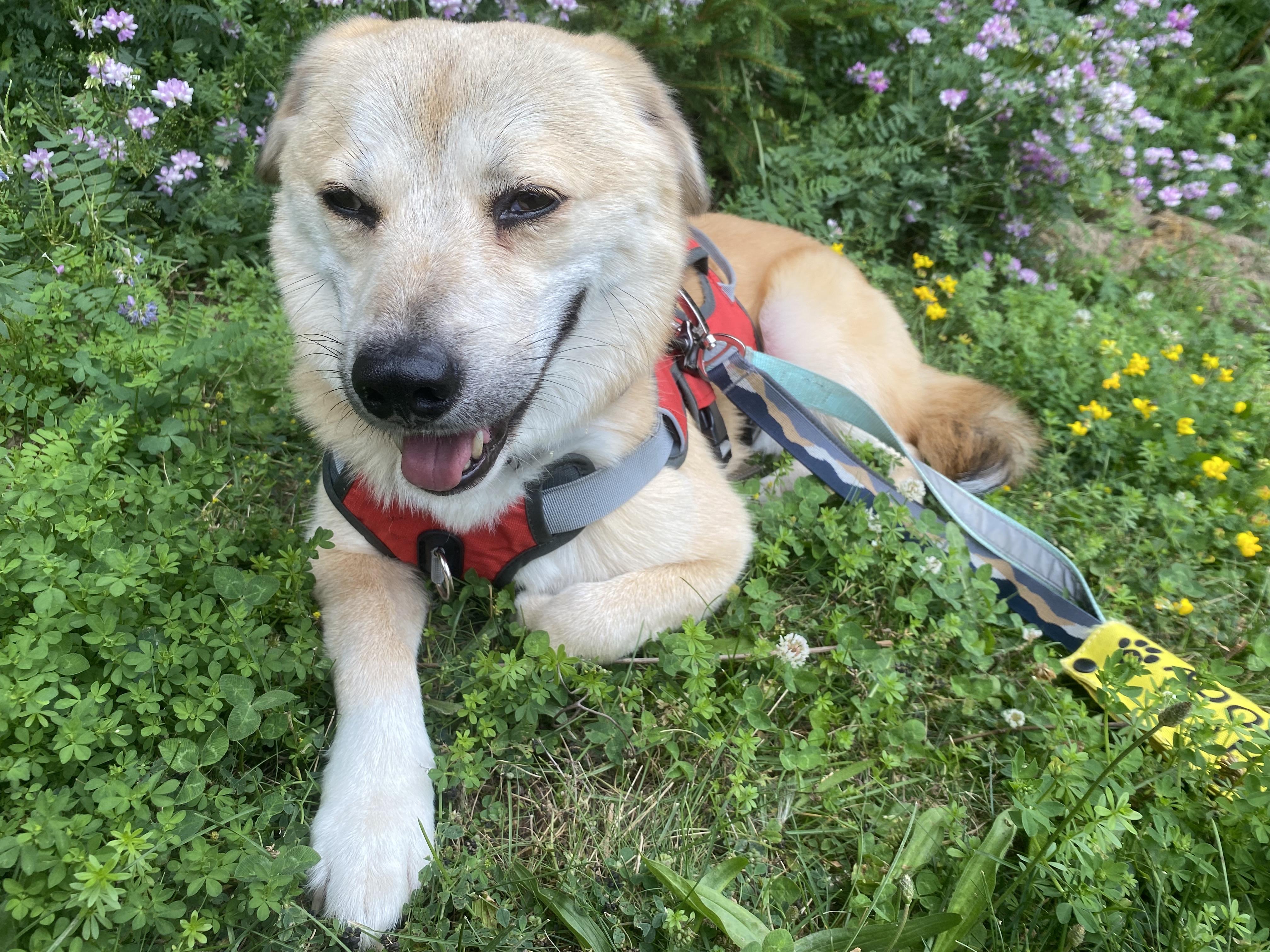 Youngsil, adopted, Adult Male Jindo & Beagle.