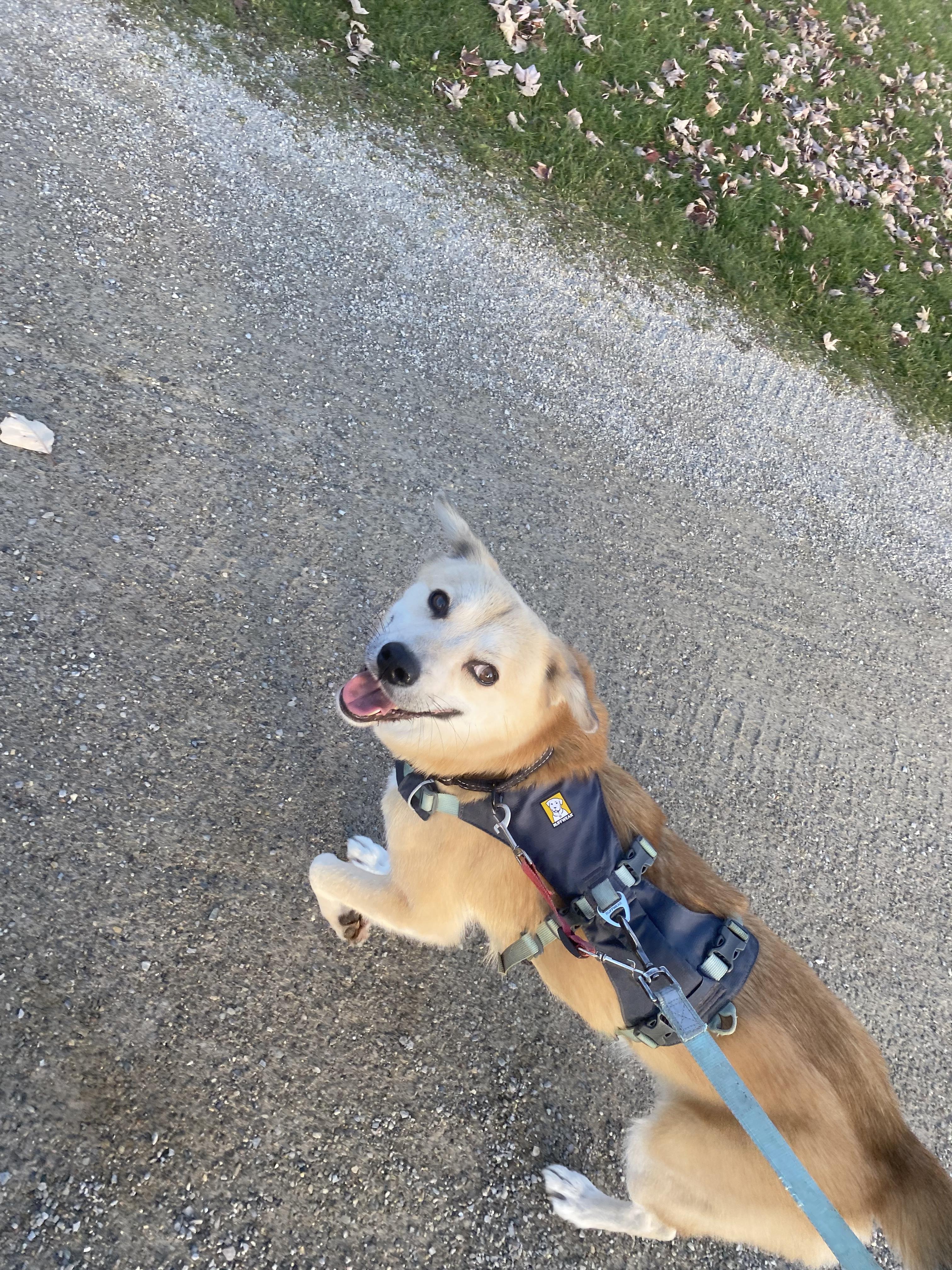 Enlarge Youngsil, an adopted mixed breed in Waterloo, ON image 6/6