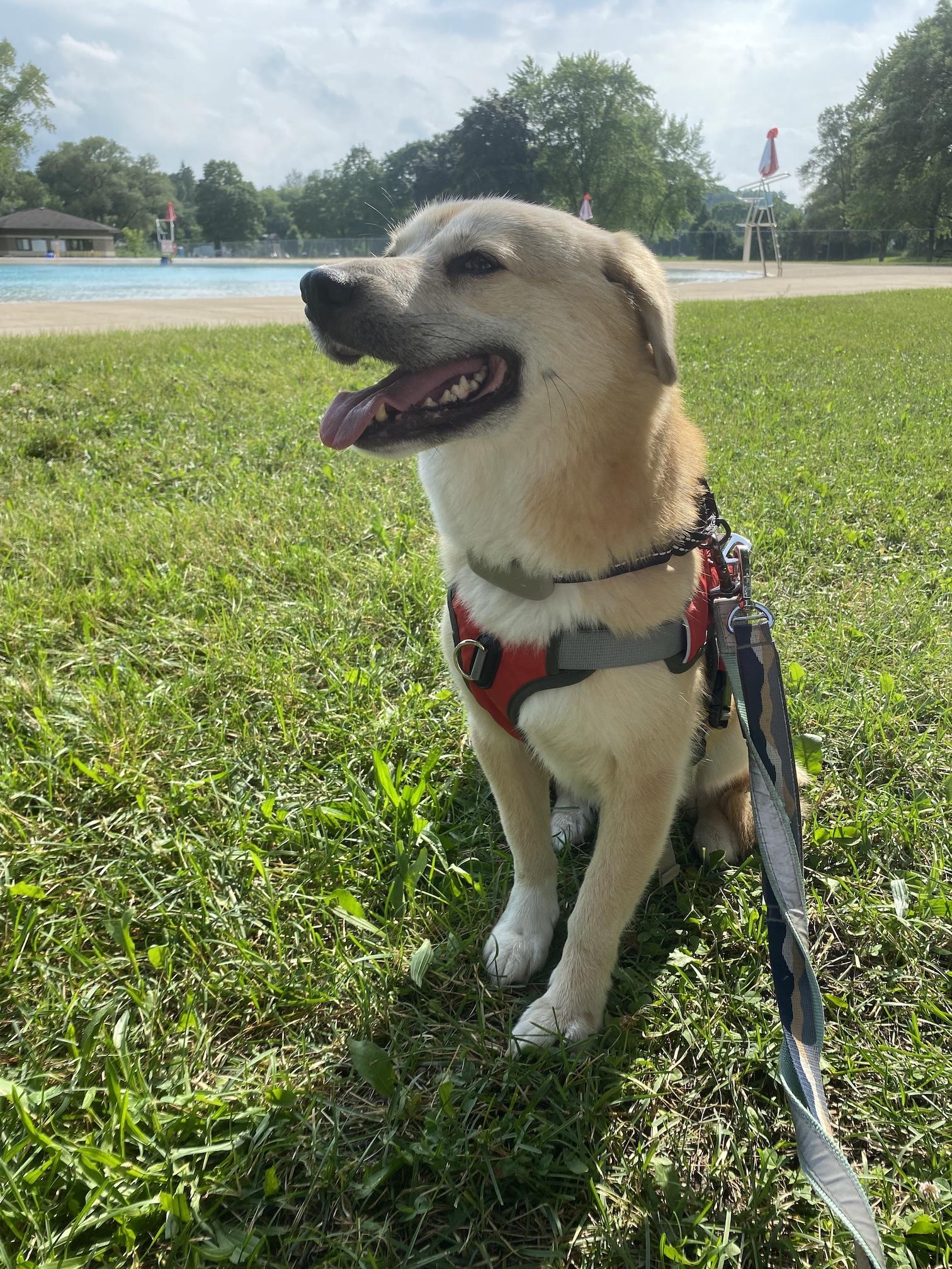 Enlarge Youngsil, an adopted mixed breed in Waterloo, ON image 3/6