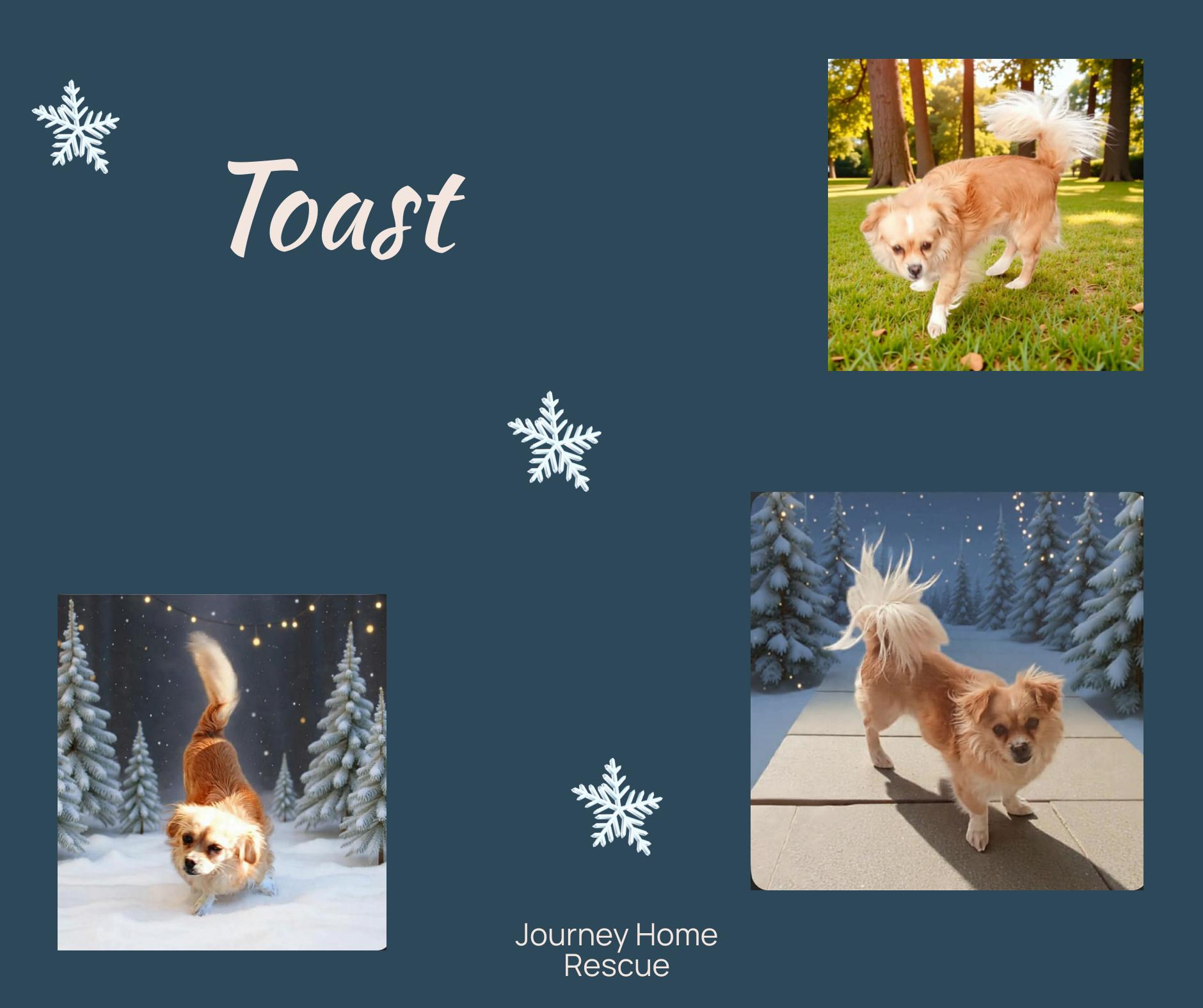 Enlarge Toast, a ADOPTABLE mixed breed in East Wenatchee, WA image 1/1