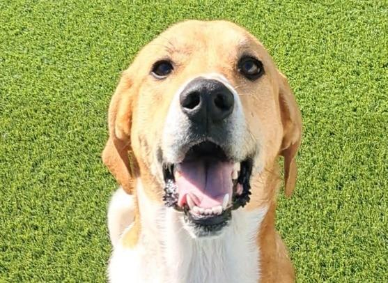 Josie (aka Josephine)