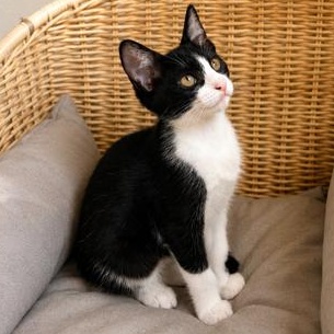 Enlarge Cleo, a Adoptable mixed breed in st louis, MO image 1/6