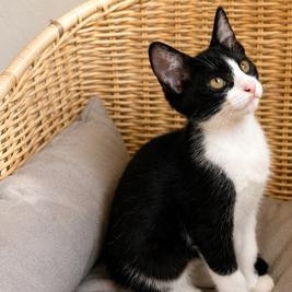 Enlarge Cleo, a Adoptable mixed breed in st louis, MO image 4/6