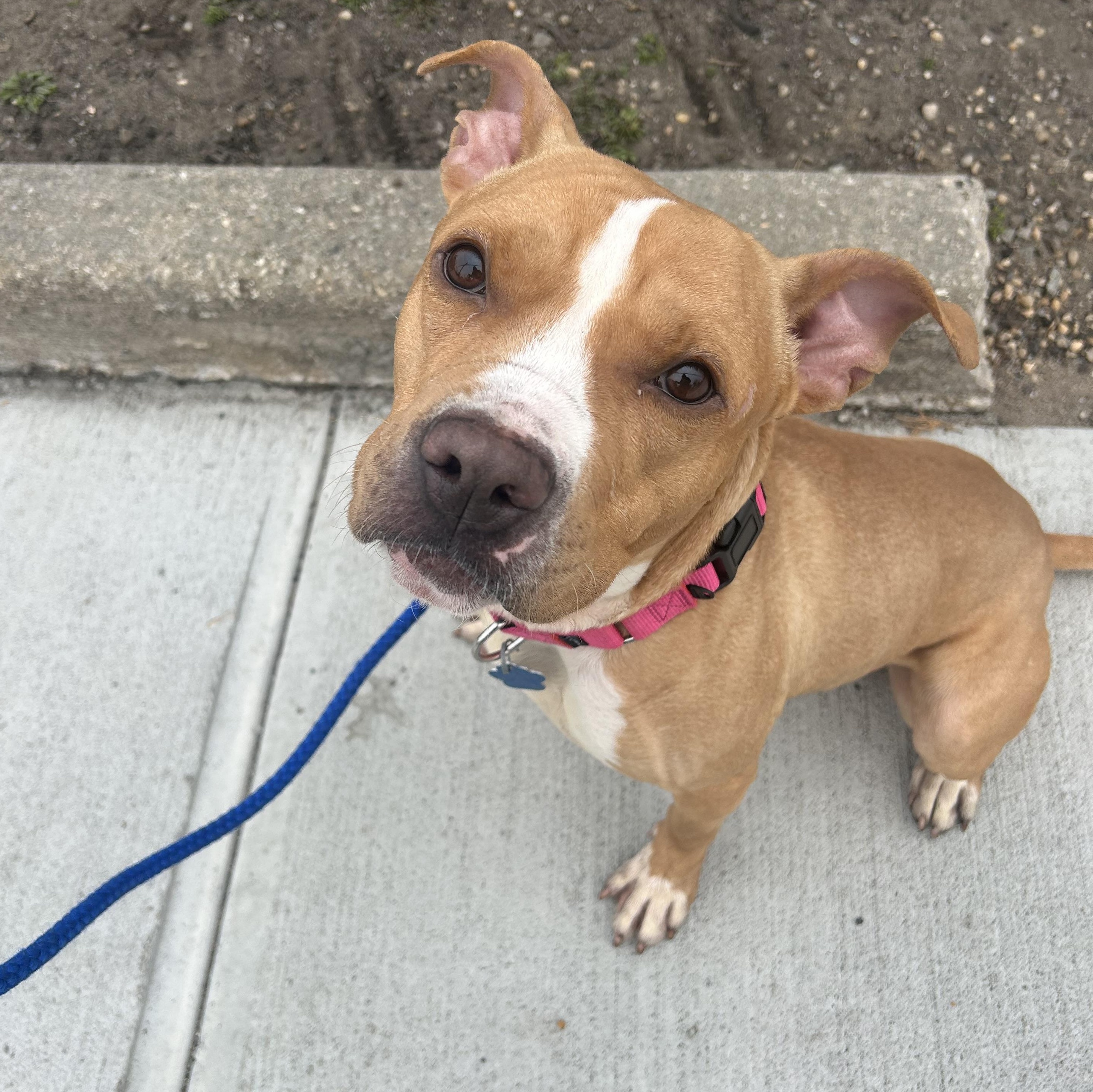Sprinkler, ADOPTABLE, Adult Male Mixed Breed.