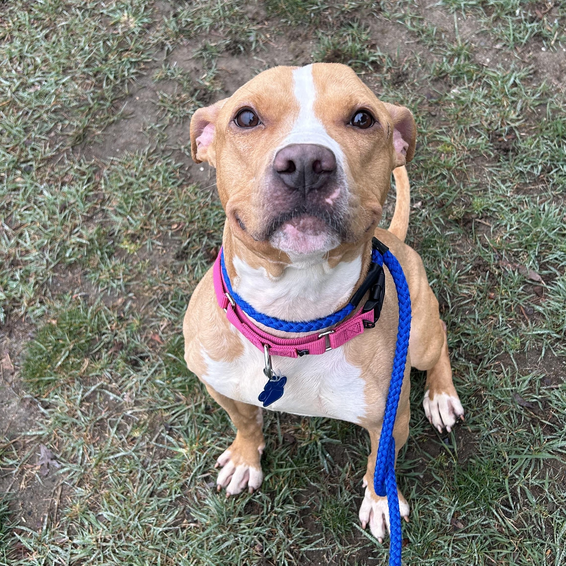 Enlarge Sprinkler, a ADOPTABLE Mixed Breed in Medford, NY image 3/3