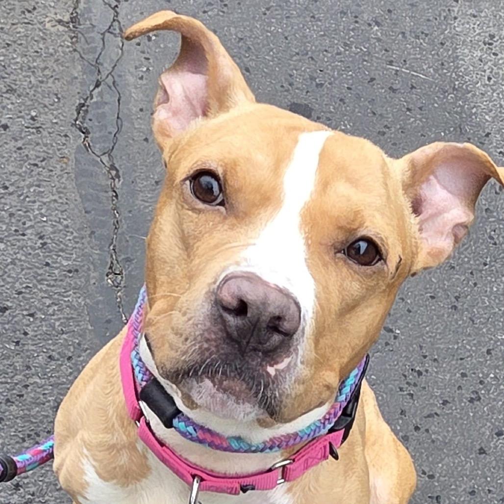 Enlarge Sprinkler, a ADOPTABLE Mixed Breed in Medford, NY image 2/3
