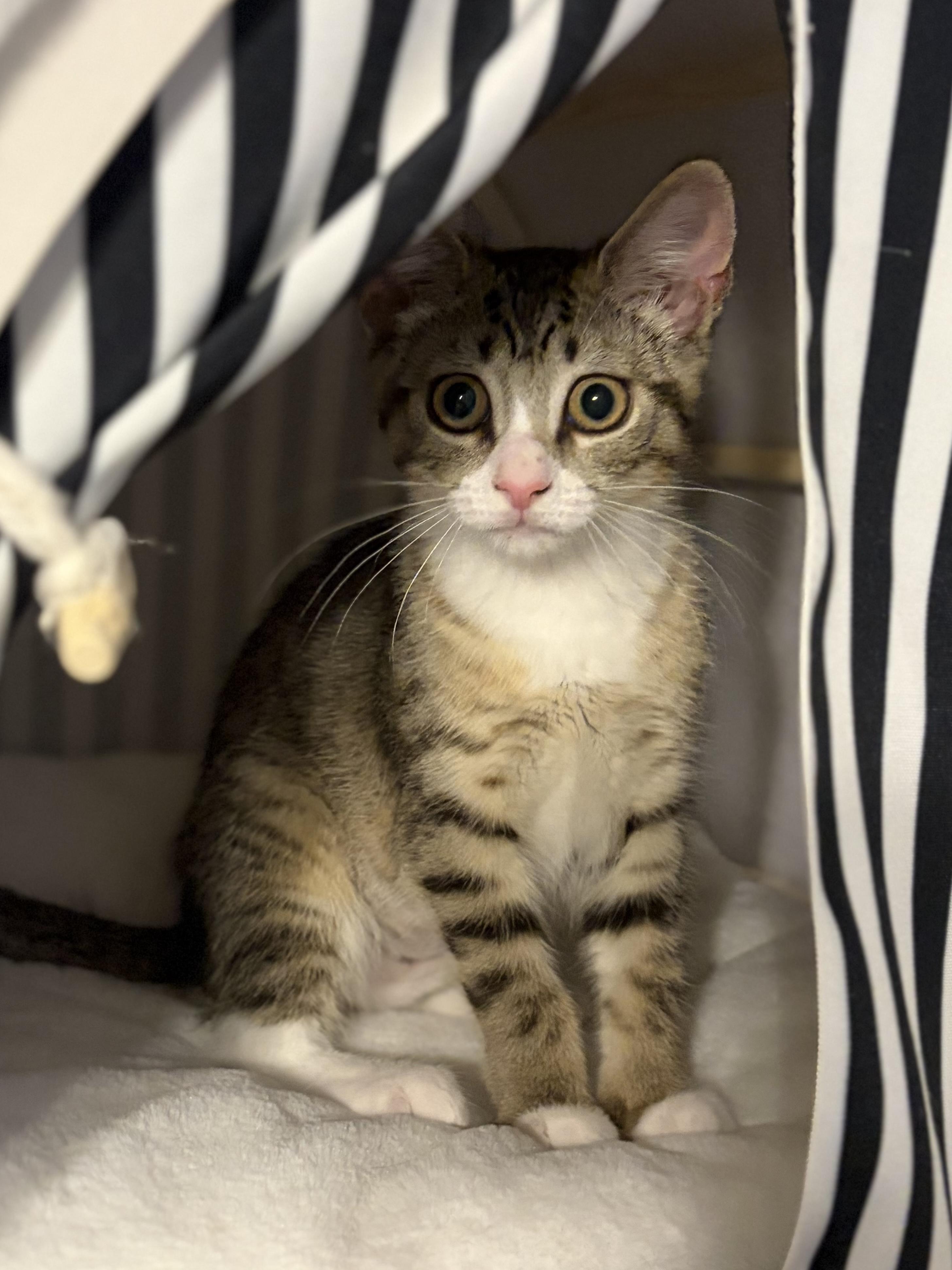 Enlarge Avaline (purr machine), a Adoptable Domestic Short Hair in South Lyon, MI image 3/5