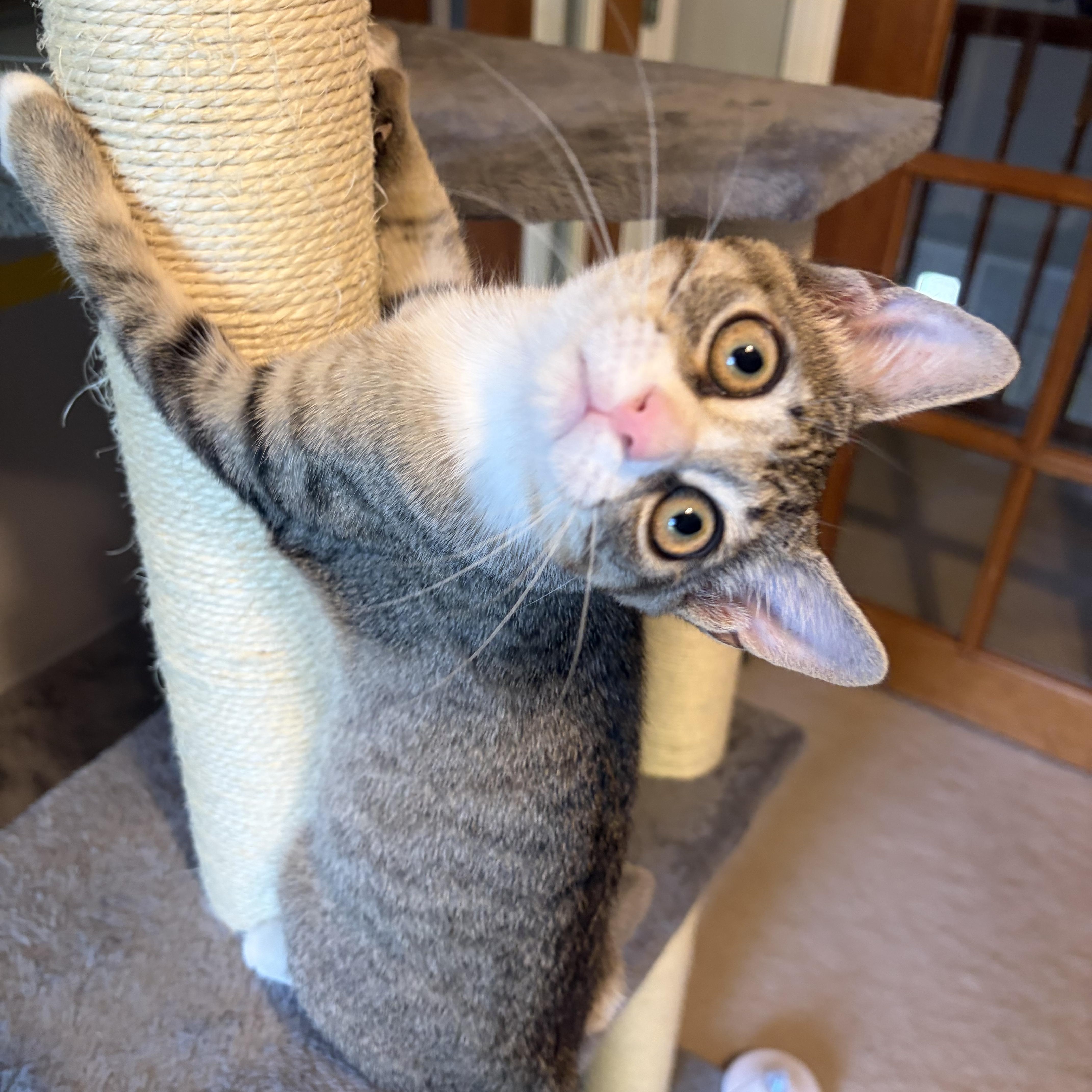Enlarge Avaline (purr machine), a Adoptable Domestic Short Hair in South Lyon, MI image 3/5