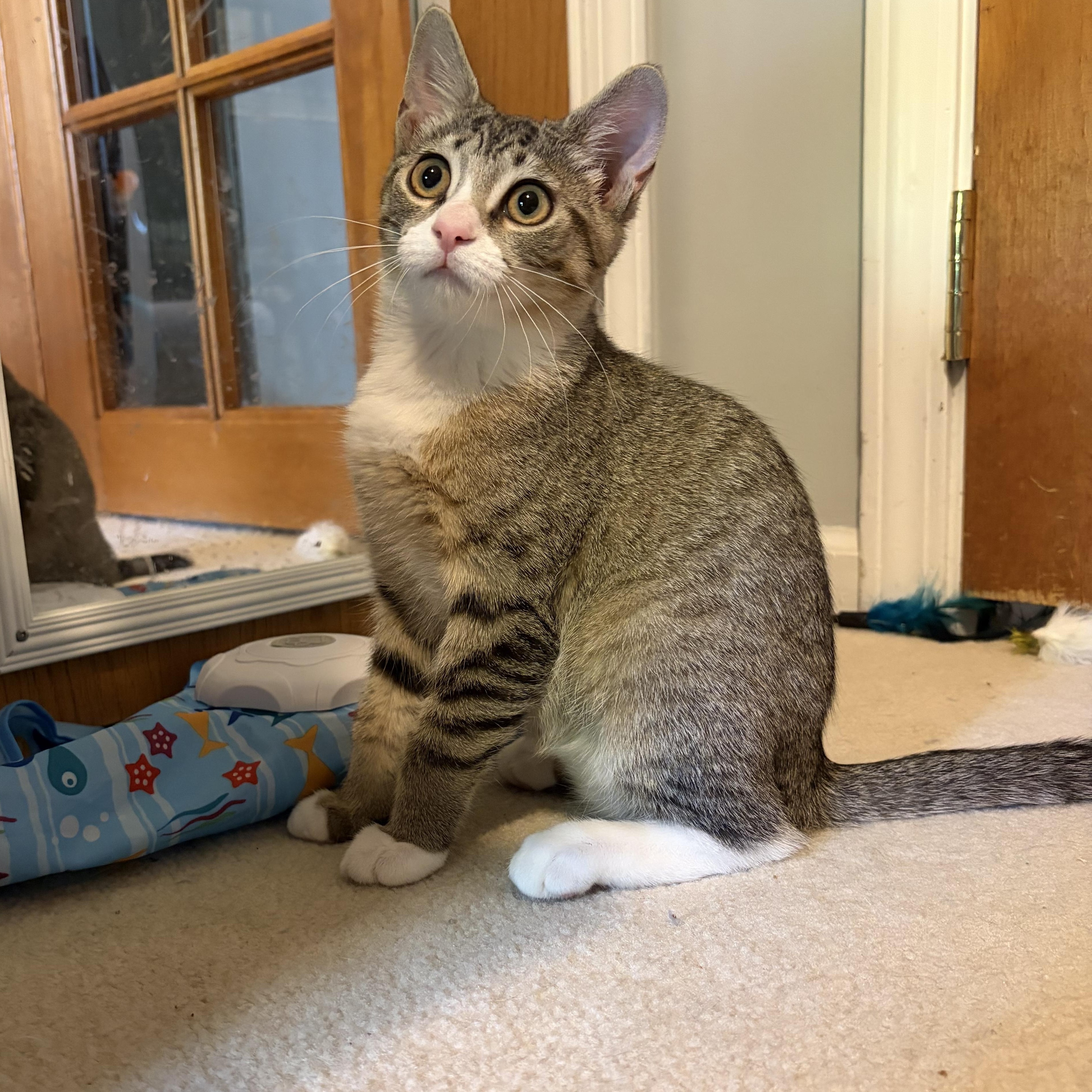 Enlarge Avaline (purr machine), a Adoptable Domestic Short Hair in South Lyon, MI image 2/5