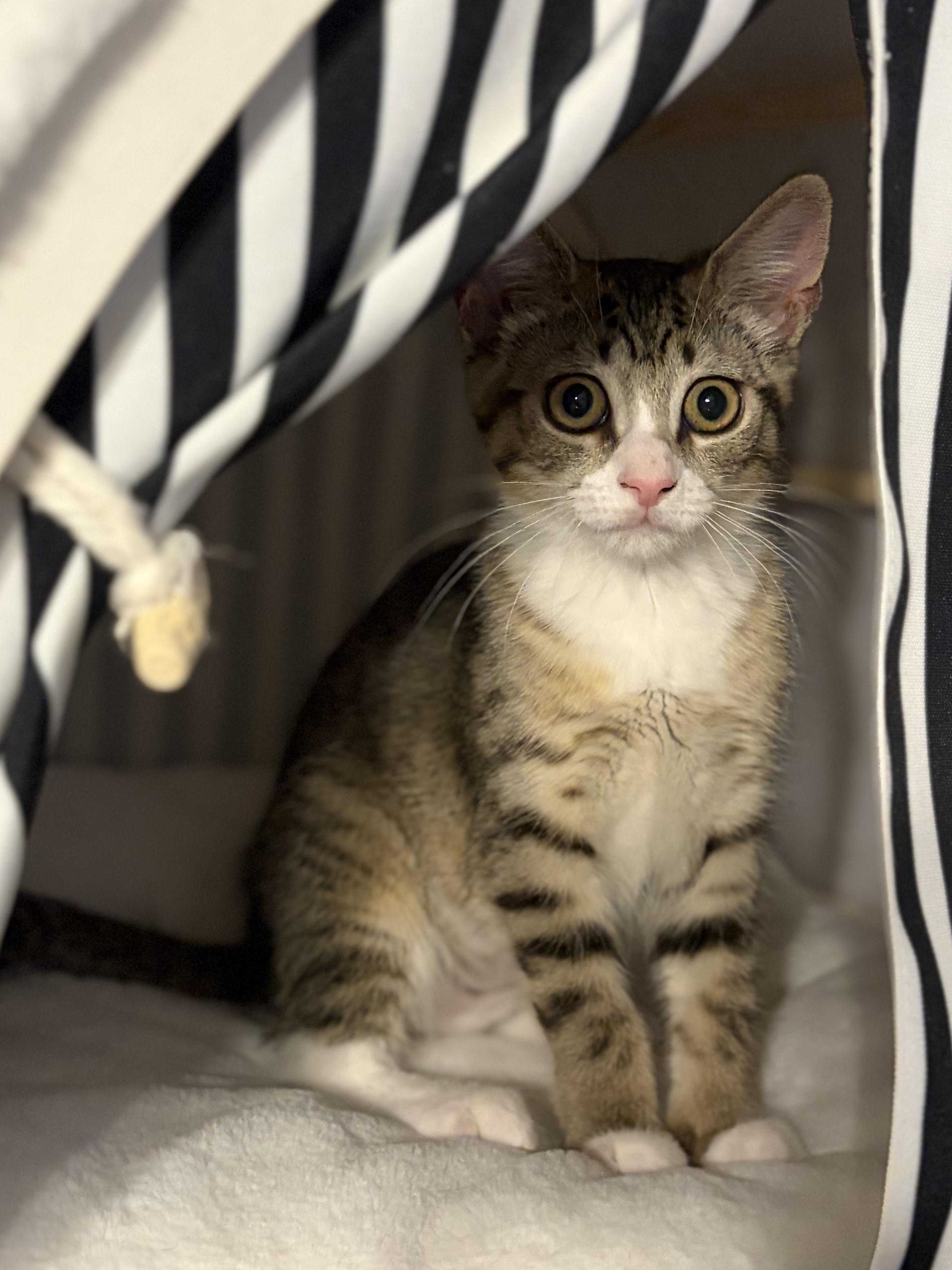 Enlarge Avaline (purr machine), a Adoptable Domestic Short Hair in South Lyon, MI image 2/5