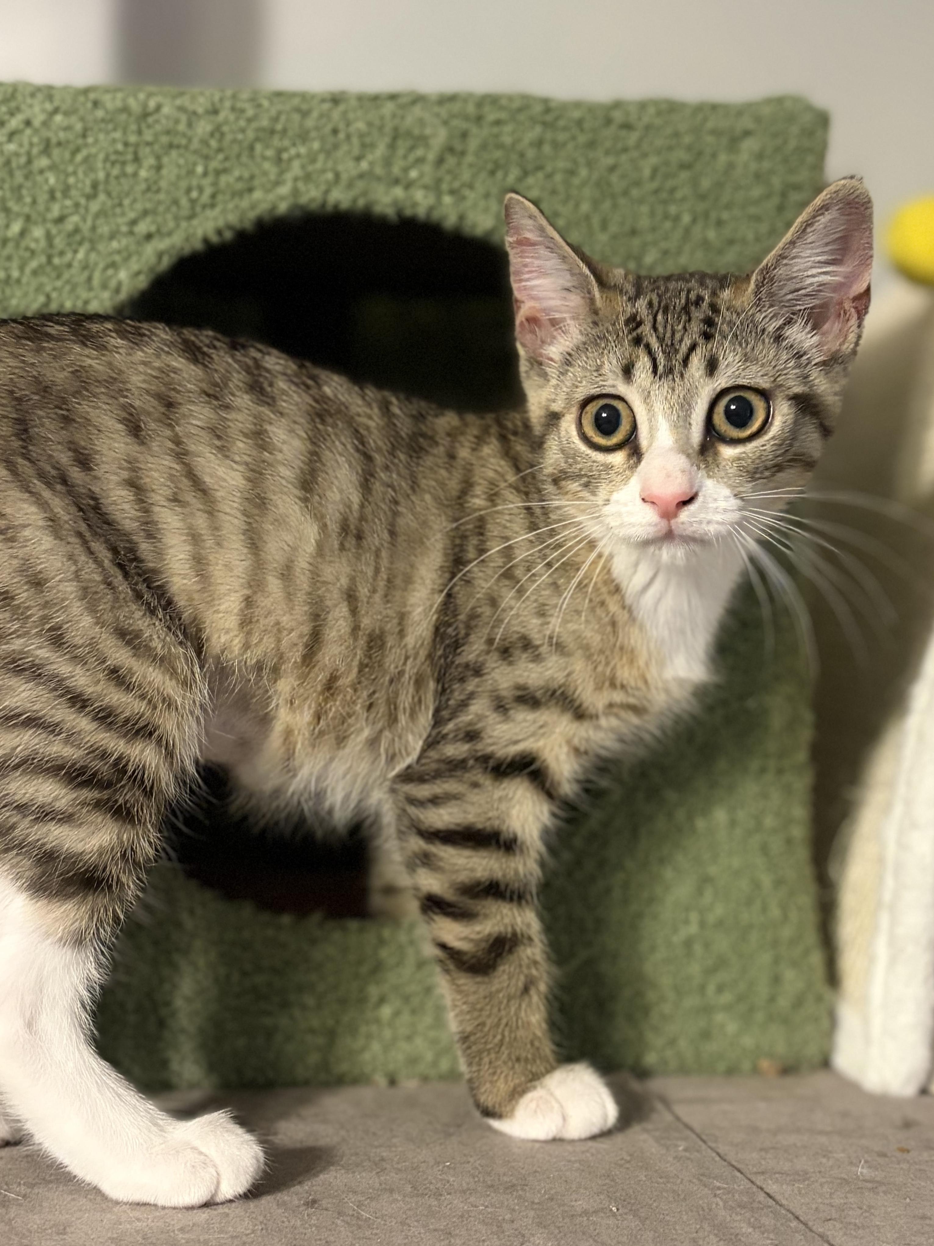Enlarge Avaline (purr machine), a Adoptable Domestic Short Hair in South Lyon, MI image 4/5