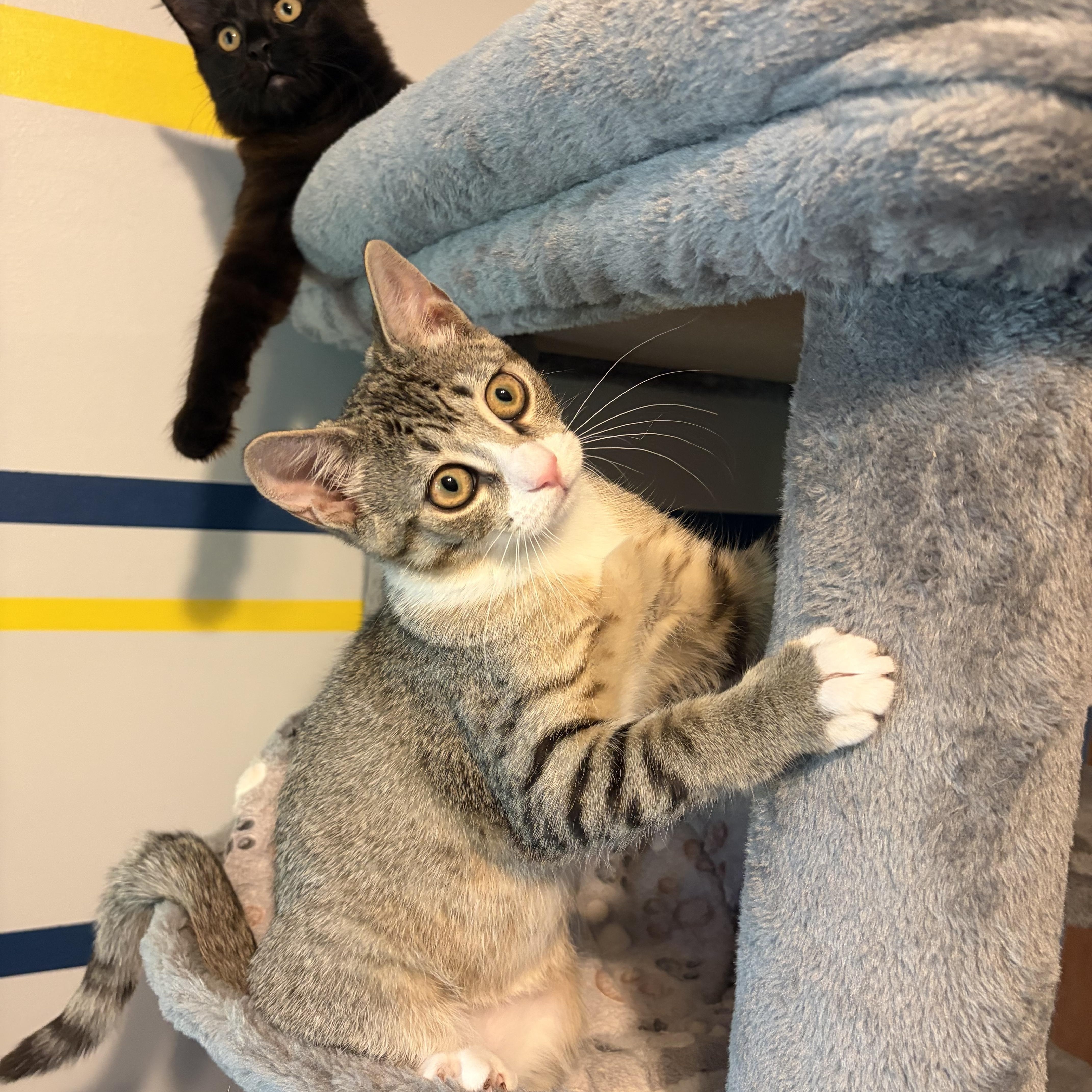 Enlarge Avaline (purr machine), a Adoptable Domestic Short Hair in South Lyon, MI image 4/5