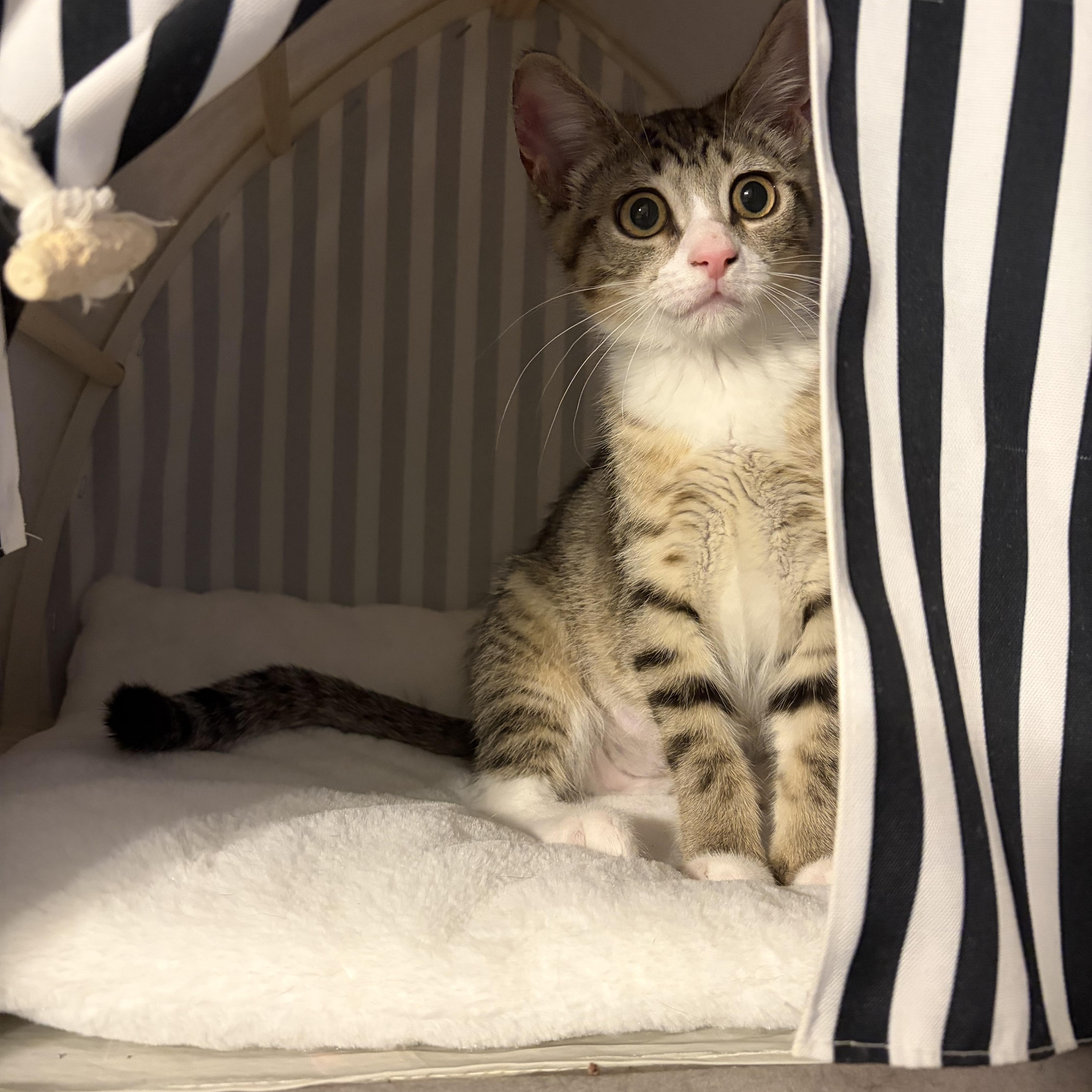 Enlarge Avaline (purr machine), a Adoptable Domestic Short Hair in South Lyon, MI image 5/5