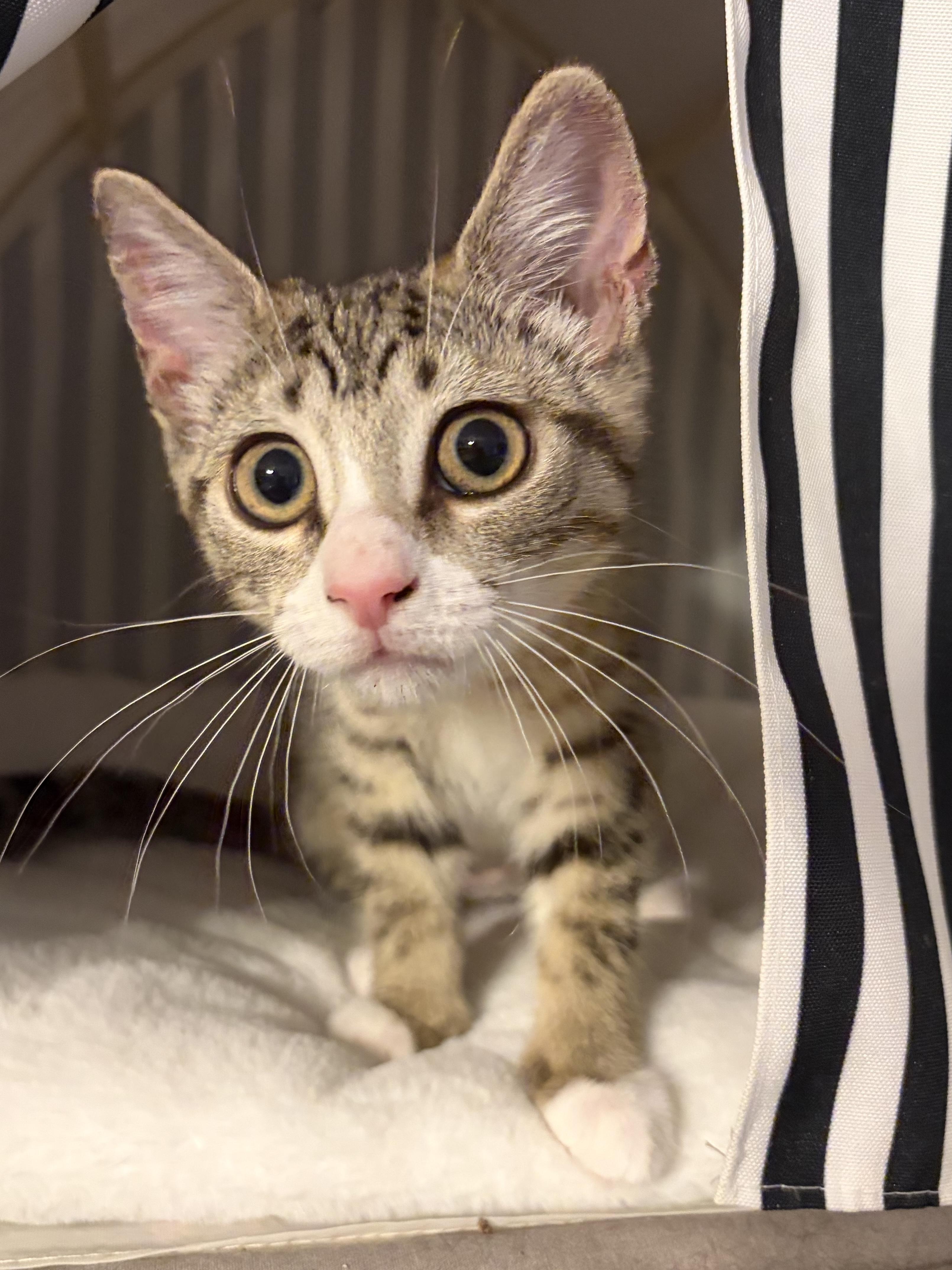 Enlarge Avaline (purr machine), a Adoptable Domestic Short Hair in South Lyon, MI image 1/5