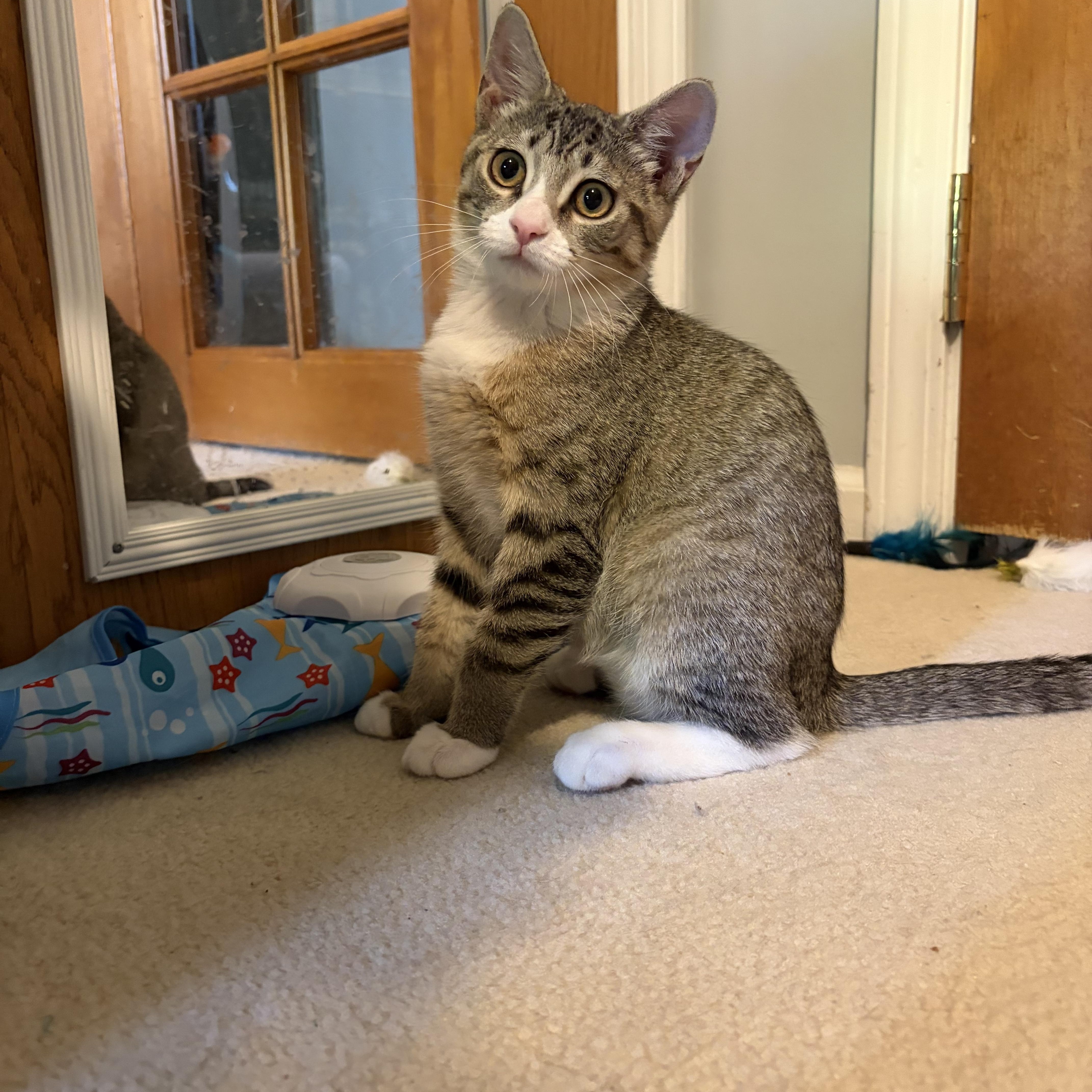 Enlarge Avaline (purr machine), a Adoptable Domestic Short Hair in South Lyon, MI image 1/5