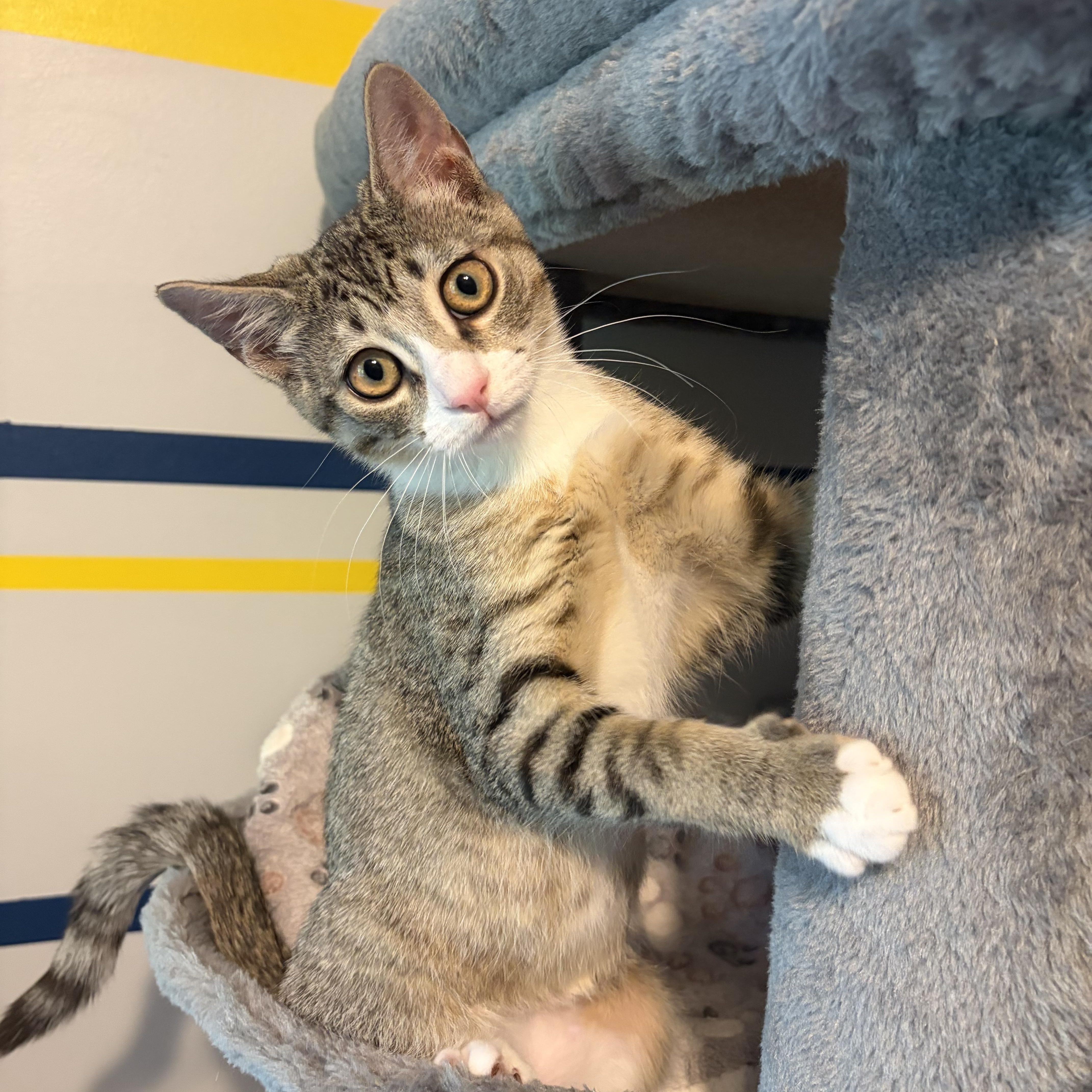 Enlarge Avaline (purr machine), a Adoptable Domestic Short Hair in South Lyon, MI image 5/5