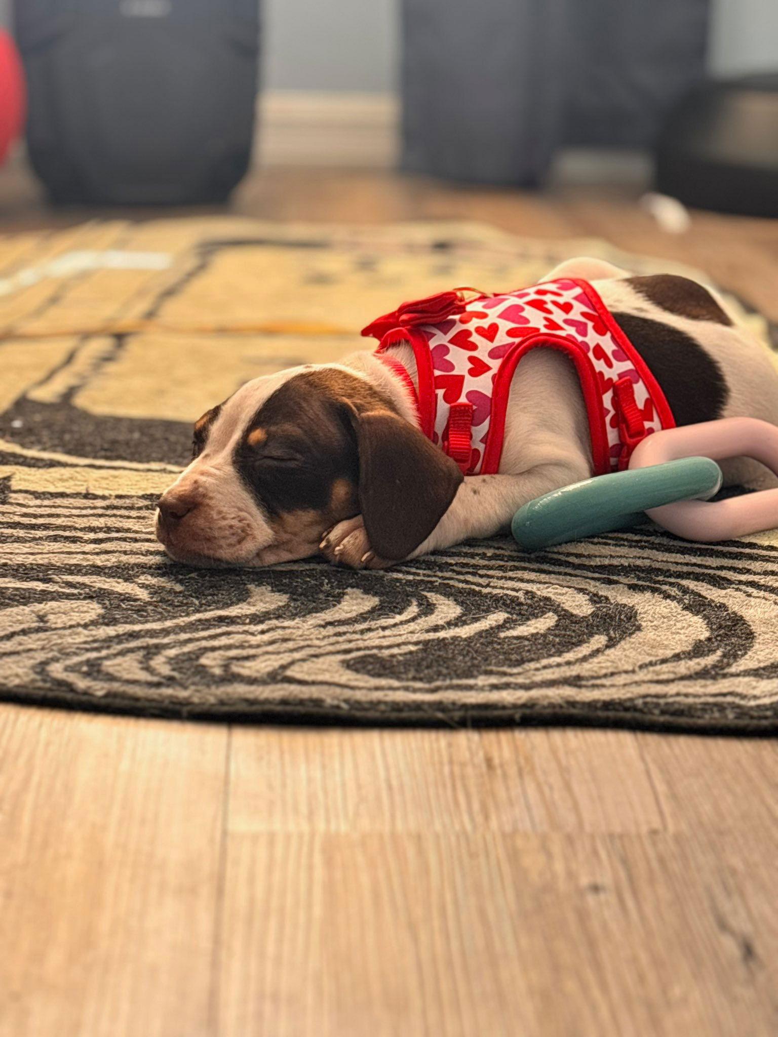 Enlarge Chocolate Chip, a Adopted Mixed Breed in Gainesville, FL image 1/1