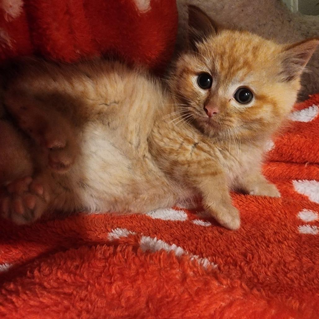 CLOWNFISH (bonded w/Seahorse)