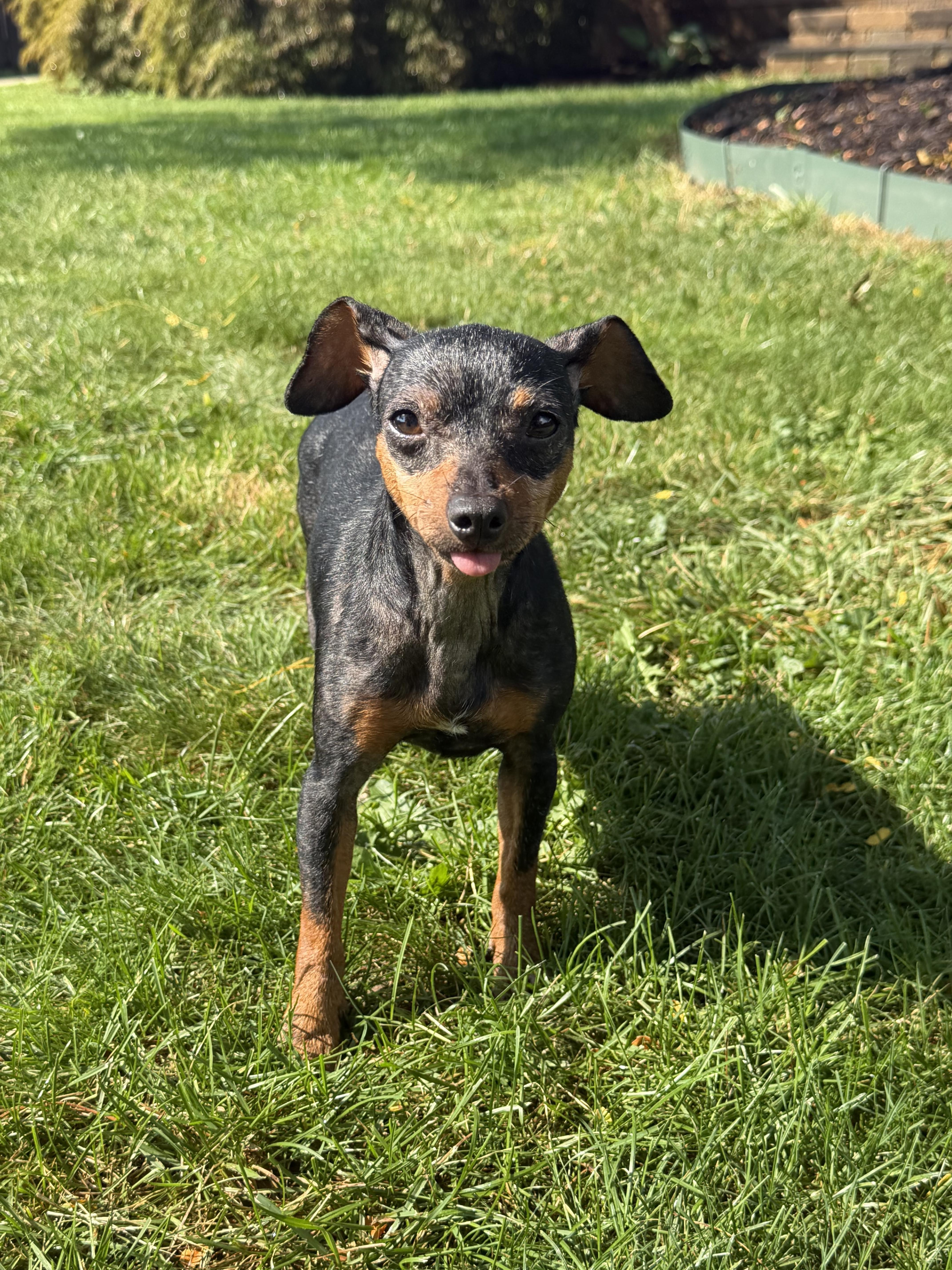 Angie, Adopted, Adult Female Miniature Pinscher.