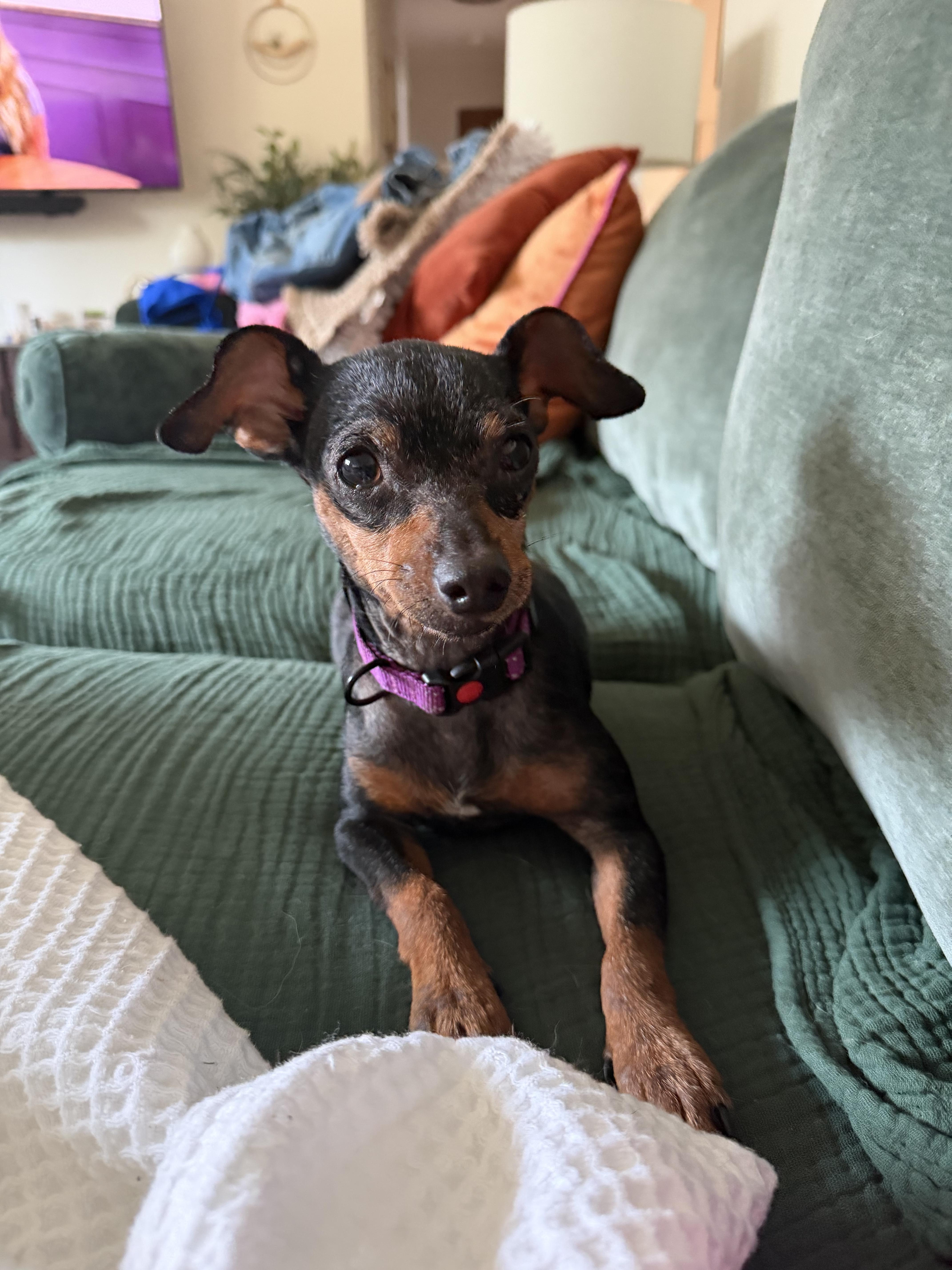 Enlarge Angie, a Adopted Miniature Pinscher in Akron, OH image 2/3