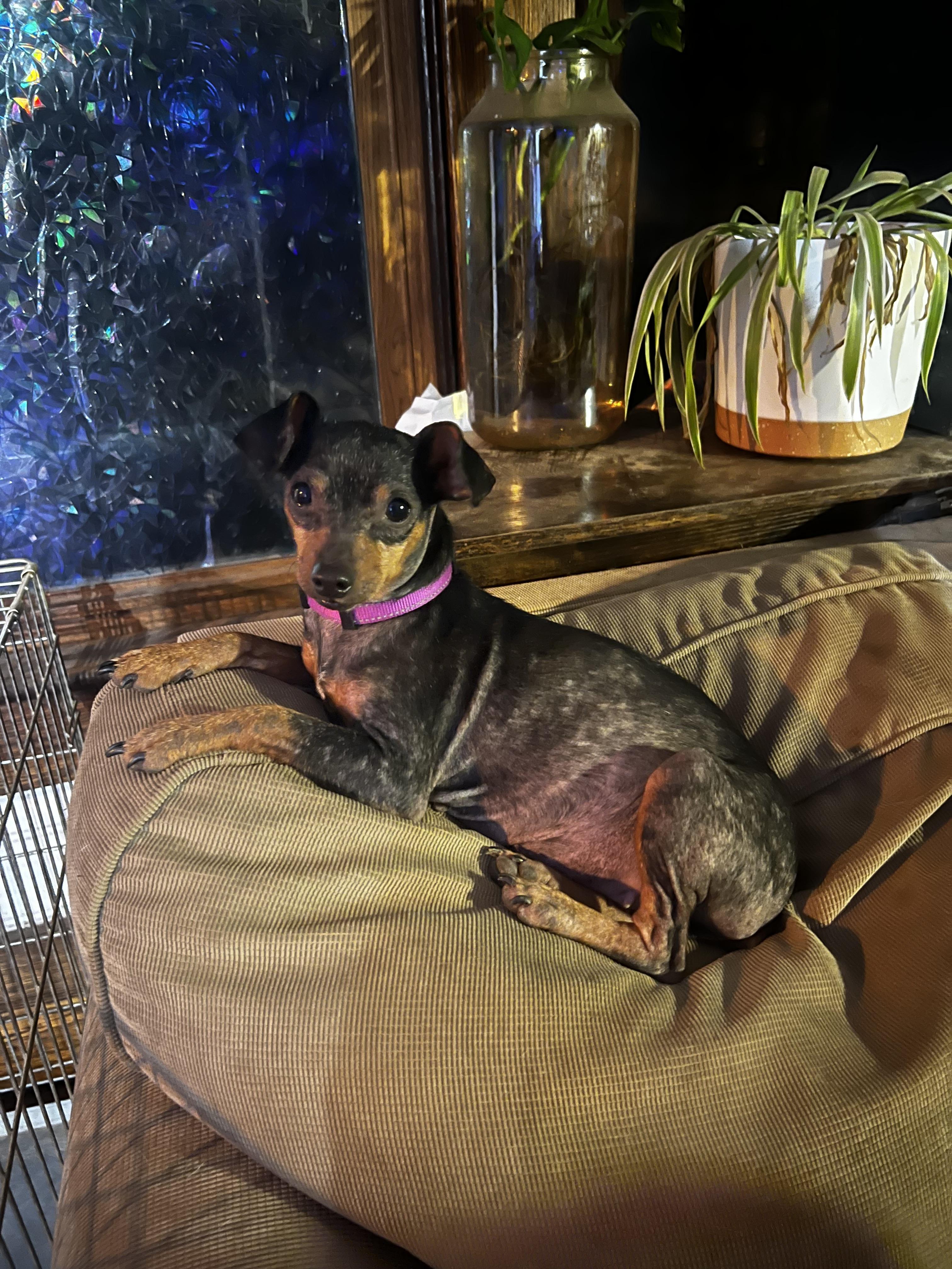Enlarge Angie, a Adopted Miniature Pinscher in Akron, OH image 3/3