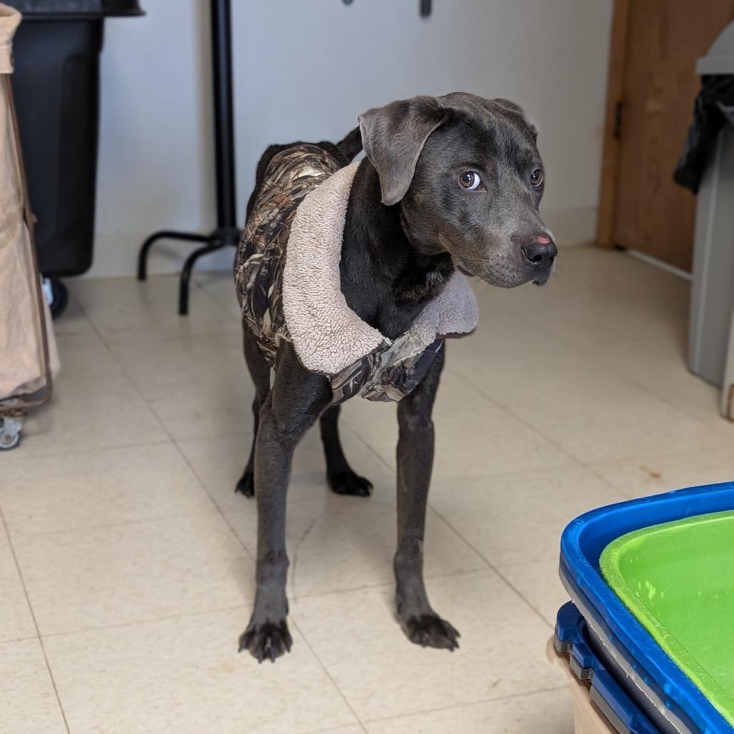 Harlow, Adoptable, Adult Male Labrador Retriever.