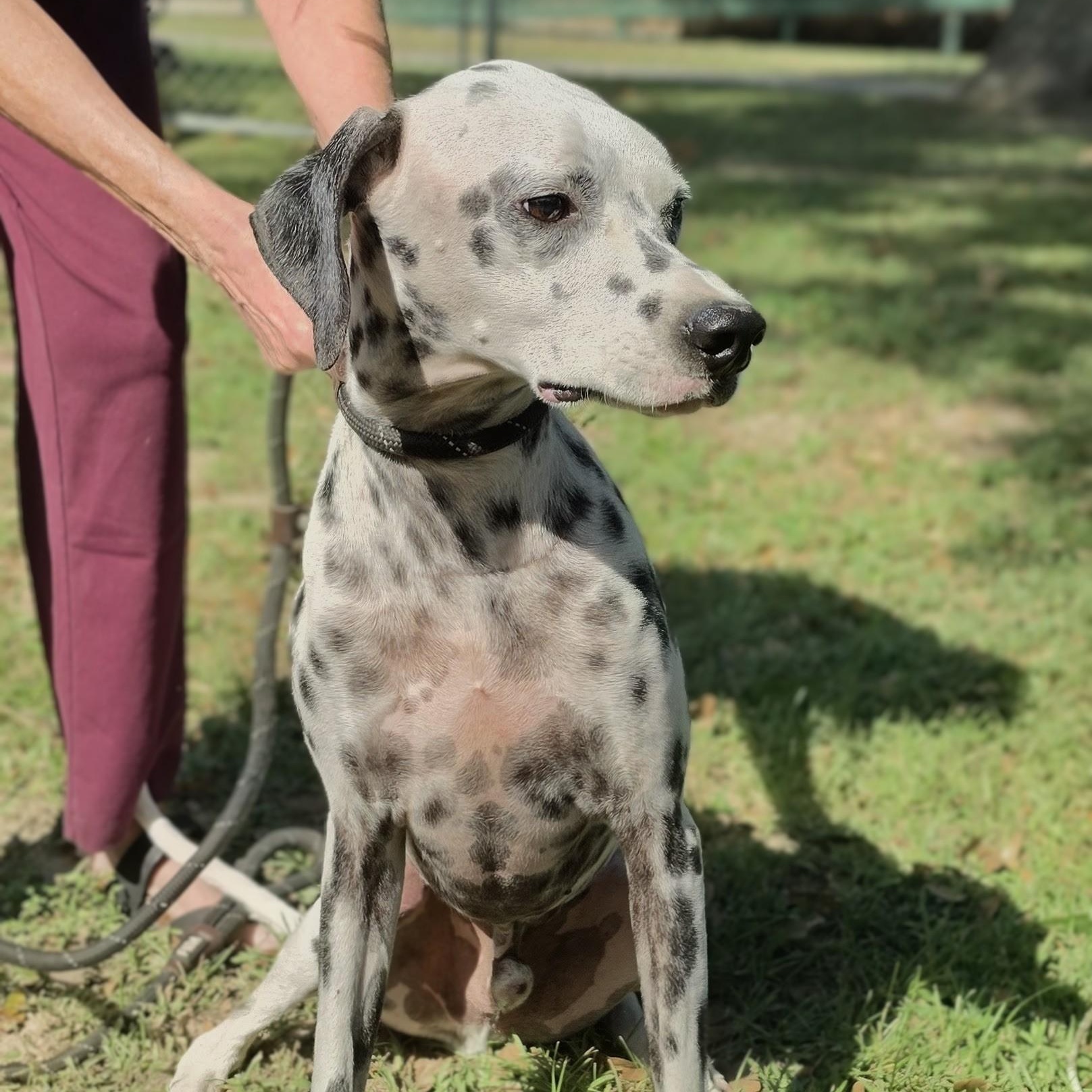 Enlarge Blaze, a Adoptable Dalmatian in Syracuse, NY image 6/6