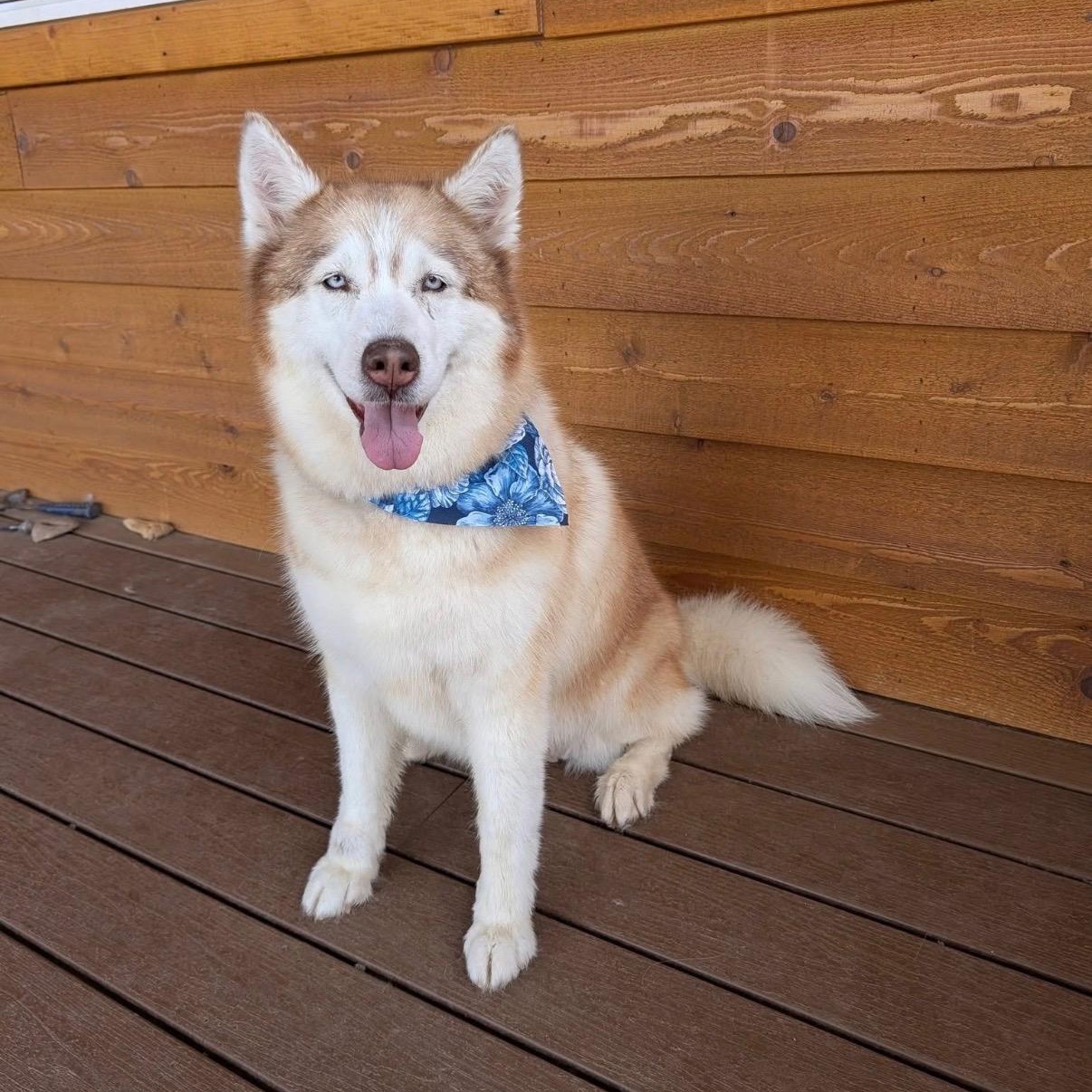 Sadie, adopted, Senior Female Siberian Husky.
