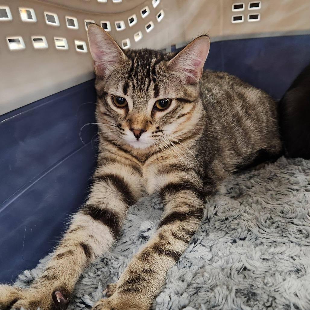 Jasper, Adoptable, Young Male Domestic Medium Hair & Domestic Medium Hair.