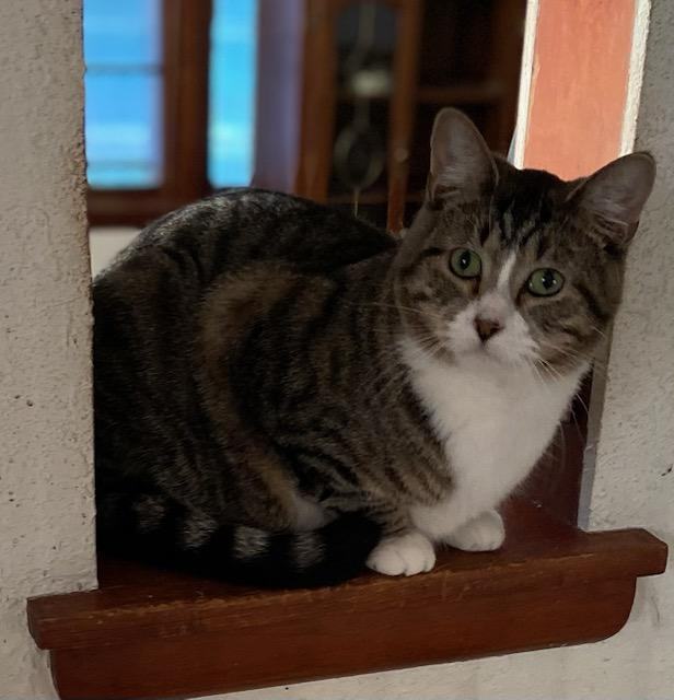 Puff & Bubbles*ADOPTION*PENDING, a Adoptable Tabby in Waverly, IA image 3/6