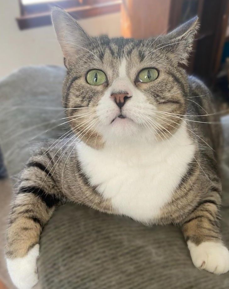 Puff & Bubbles*ADOPTION*PENDING, Adoptable, Adult Male Tabby.