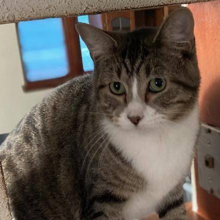 Puff & Bubbles*ADOPTION*PENDING, a Adoptable Tabby in Waverly, IA image 4/6