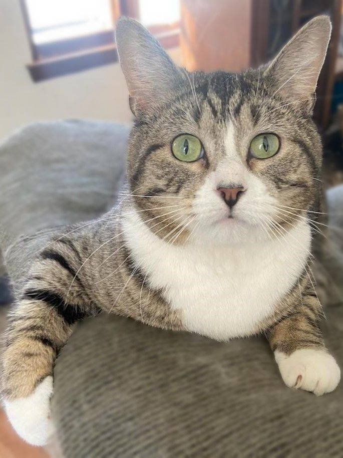 Puff & Bubbles*ADOPTION*PENDING, a Adoptable Tabby in Waverly, IA image 2/6