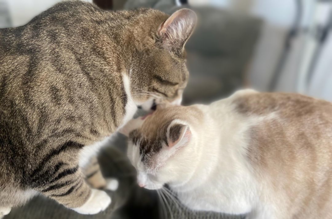 Puff & Bubbles*ADOPTION*PENDING, a Adoptable Tabby in Waverly, IA image 6/6