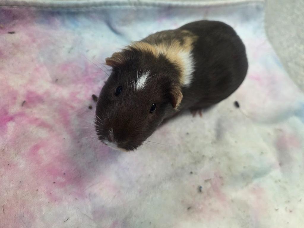 Twix, Adoptable, Young Female Guinea Pig.