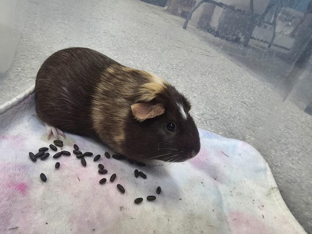 Enlarge Twix, a Adoptable Guinea Pig in CRYSTAL LAKE, IL image 2/2