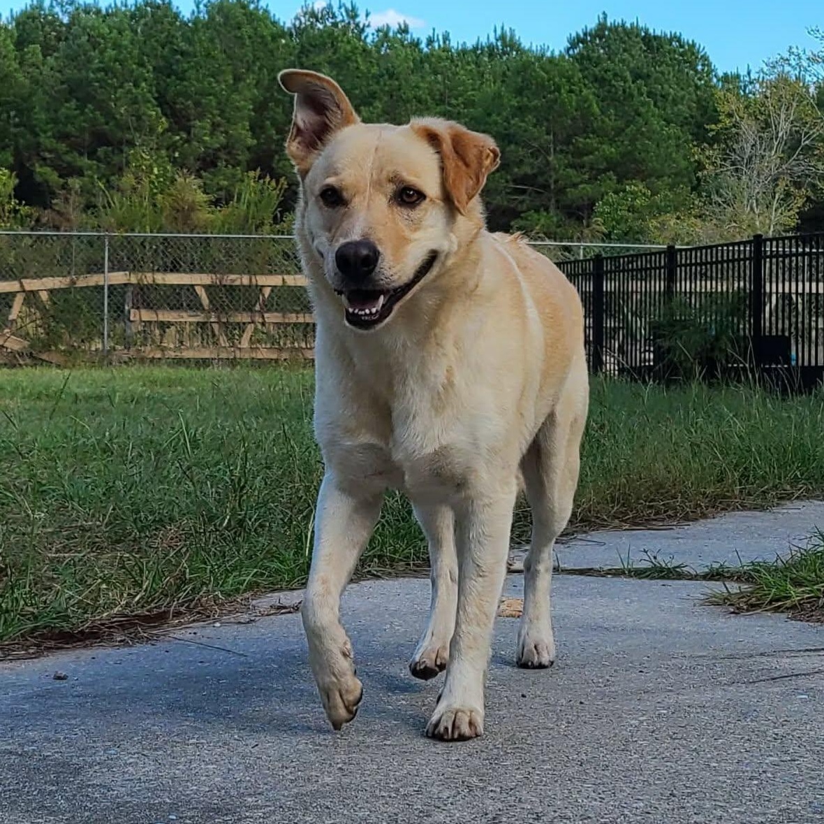 Milo Pettibone, a Adoptable mixed breed in Hagerstown, MD image 1/6
