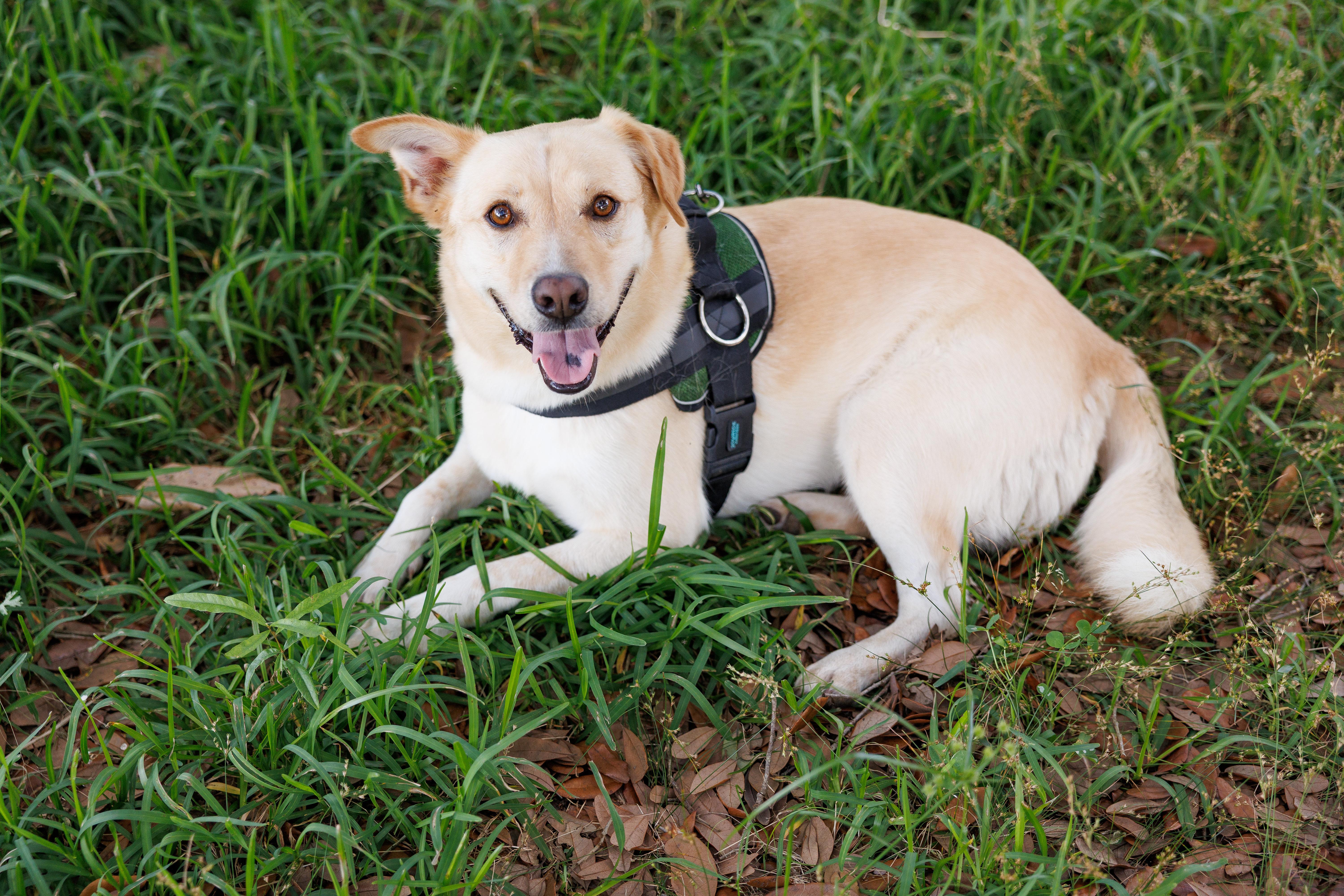 Milo Pettibone, a Adoptable mixed breed in Hagerstown, MD image 2/6