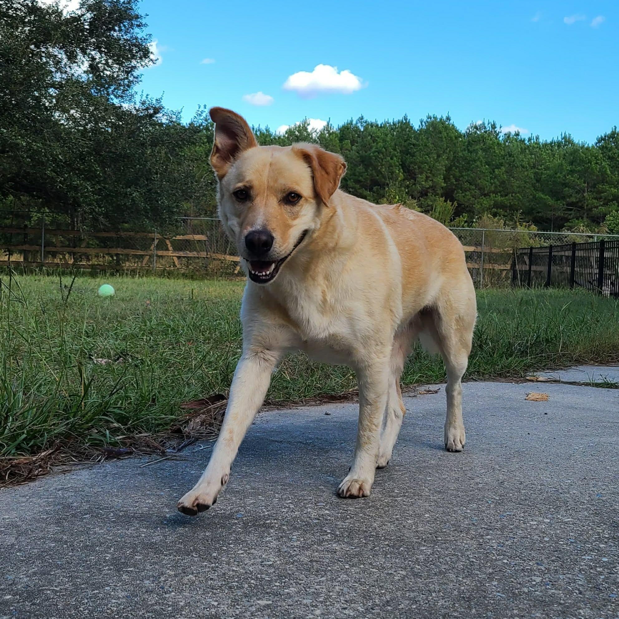 Milo Pettibone, a Adoptable mixed breed in Hagerstown, MD image 2/6