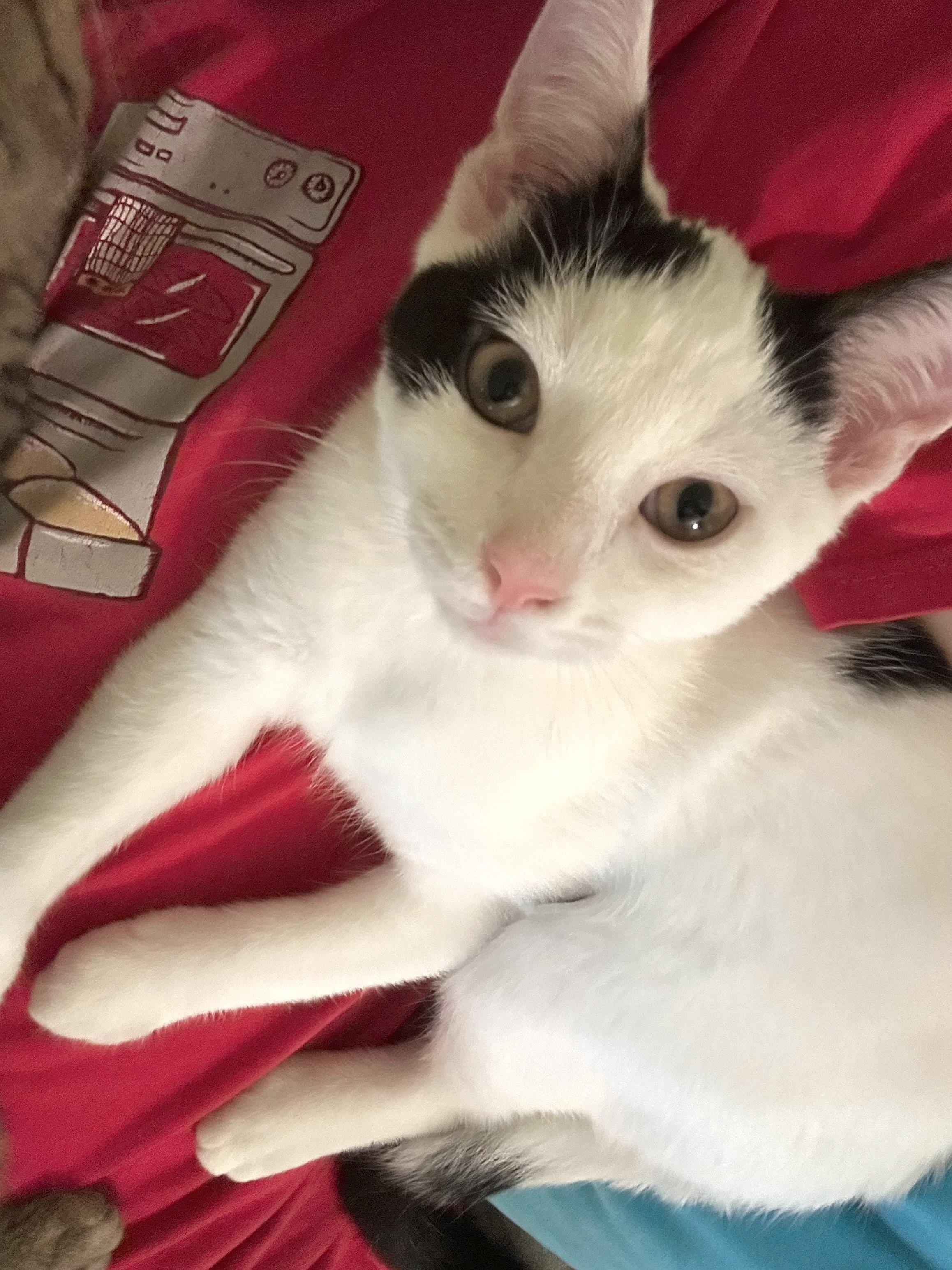 Enlarge Cuddly Cody, a ADOPTABLE Domestic Short Hair in West Hartford , CT image 4/5