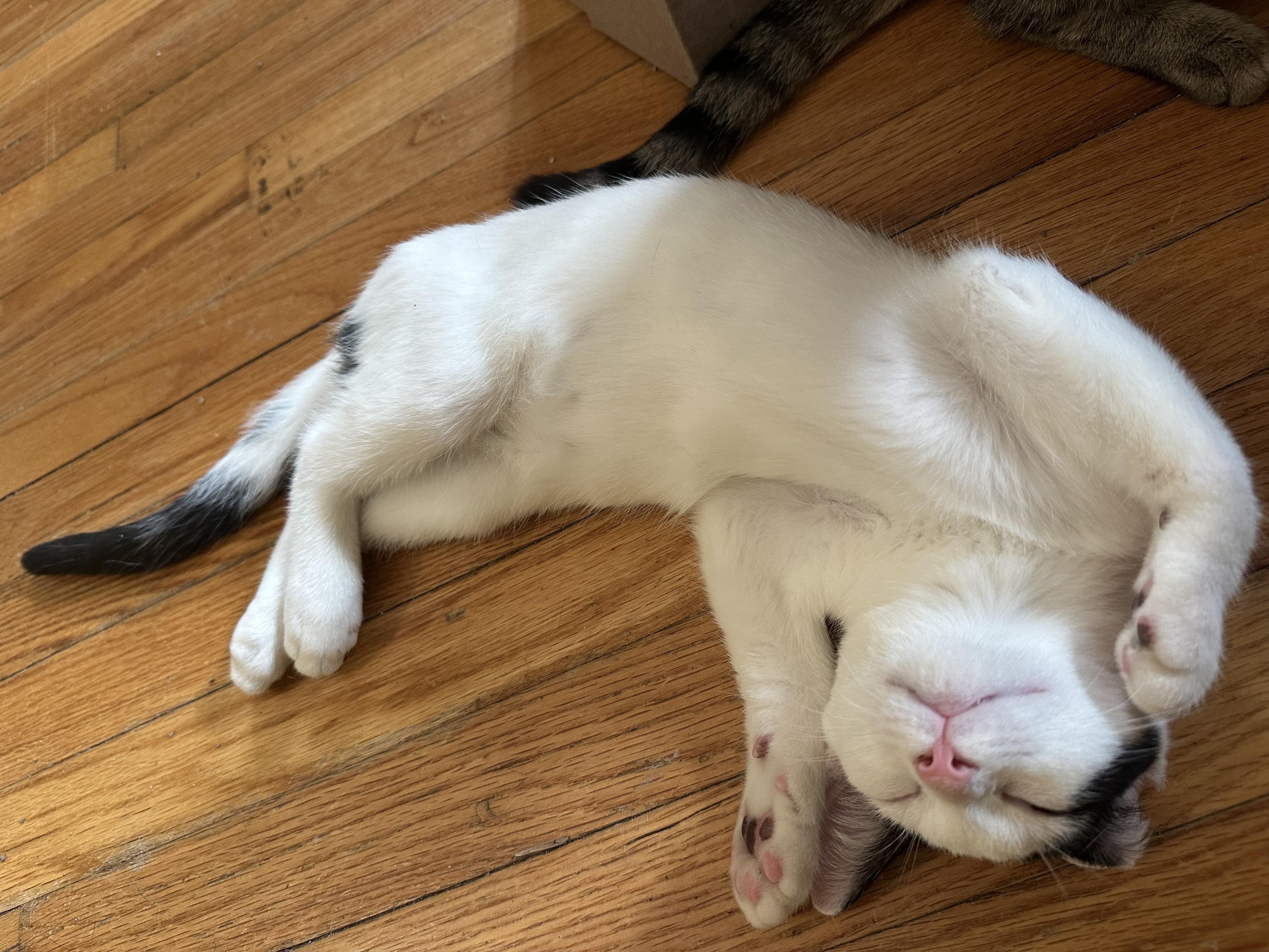 Enlarge Cuddly Cody, a ADOPTABLE Domestic Short Hair in West Hartford , CT image 1/5