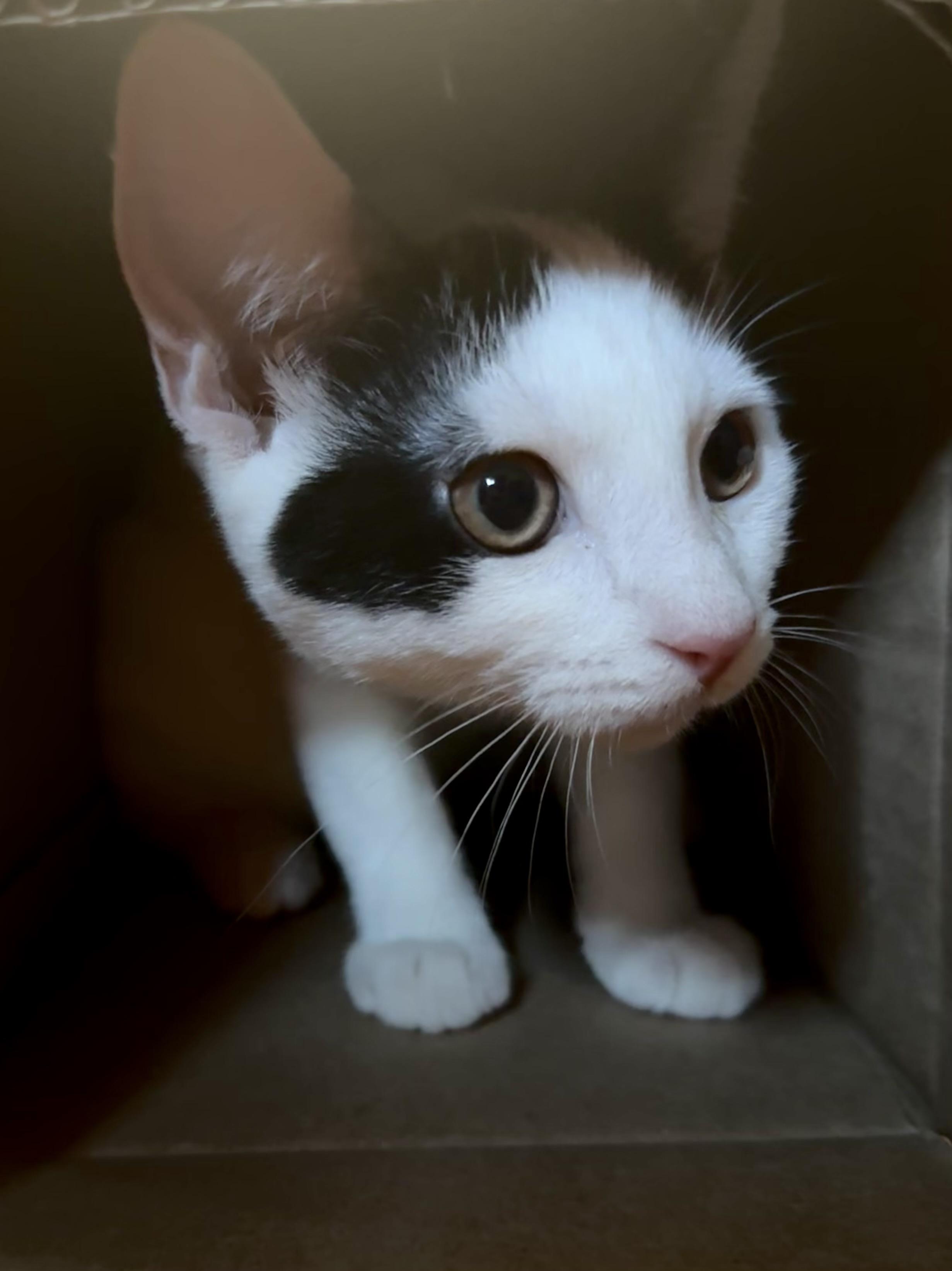 Enlarge Cuddly Cody, a ADOPTABLE Domestic Short Hair in West Hartford , CT image 5/5
