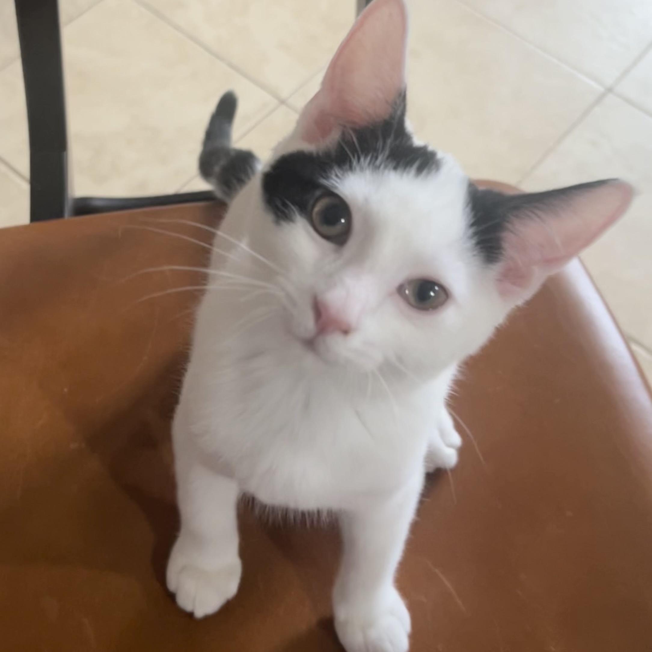 Enlarge Cuddly Cody, a ADOPTABLE Domestic Short Hair in West Hartford , CT image 3/5
