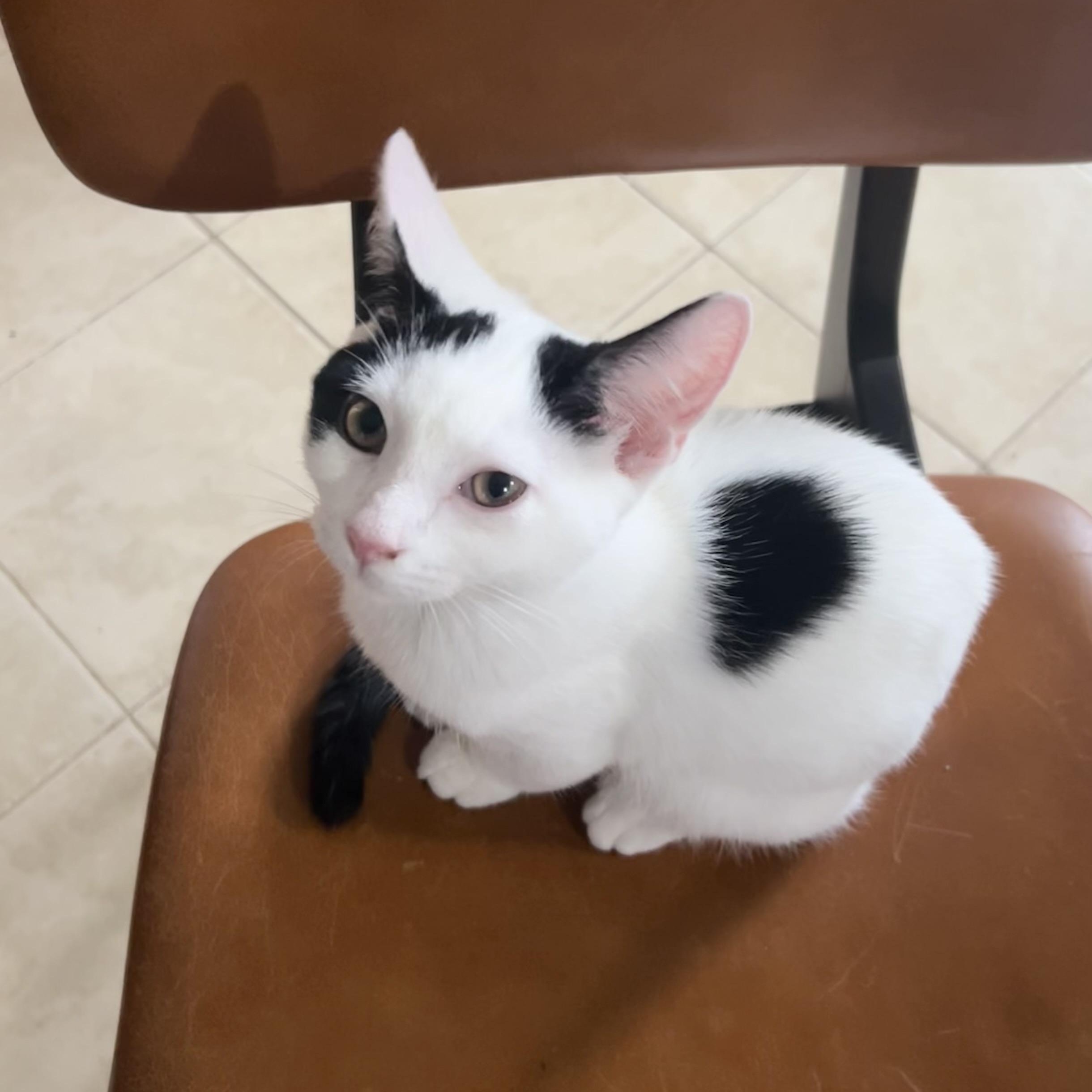 Enlarge Cuddly Cody, a ADOPTABLE Domestic Short Hair in West Hartford , CT image 2/5