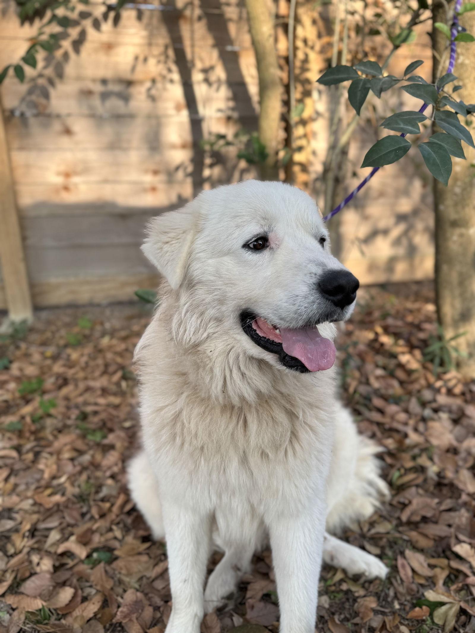 Ivan, a Adoptable Great Pyrenees in Grapevine, TX image 5/6